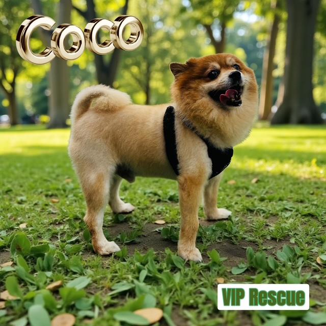 Coco / Largo, a ADOPTABLE Pomeranian in Redington Beach, FL image 3/3