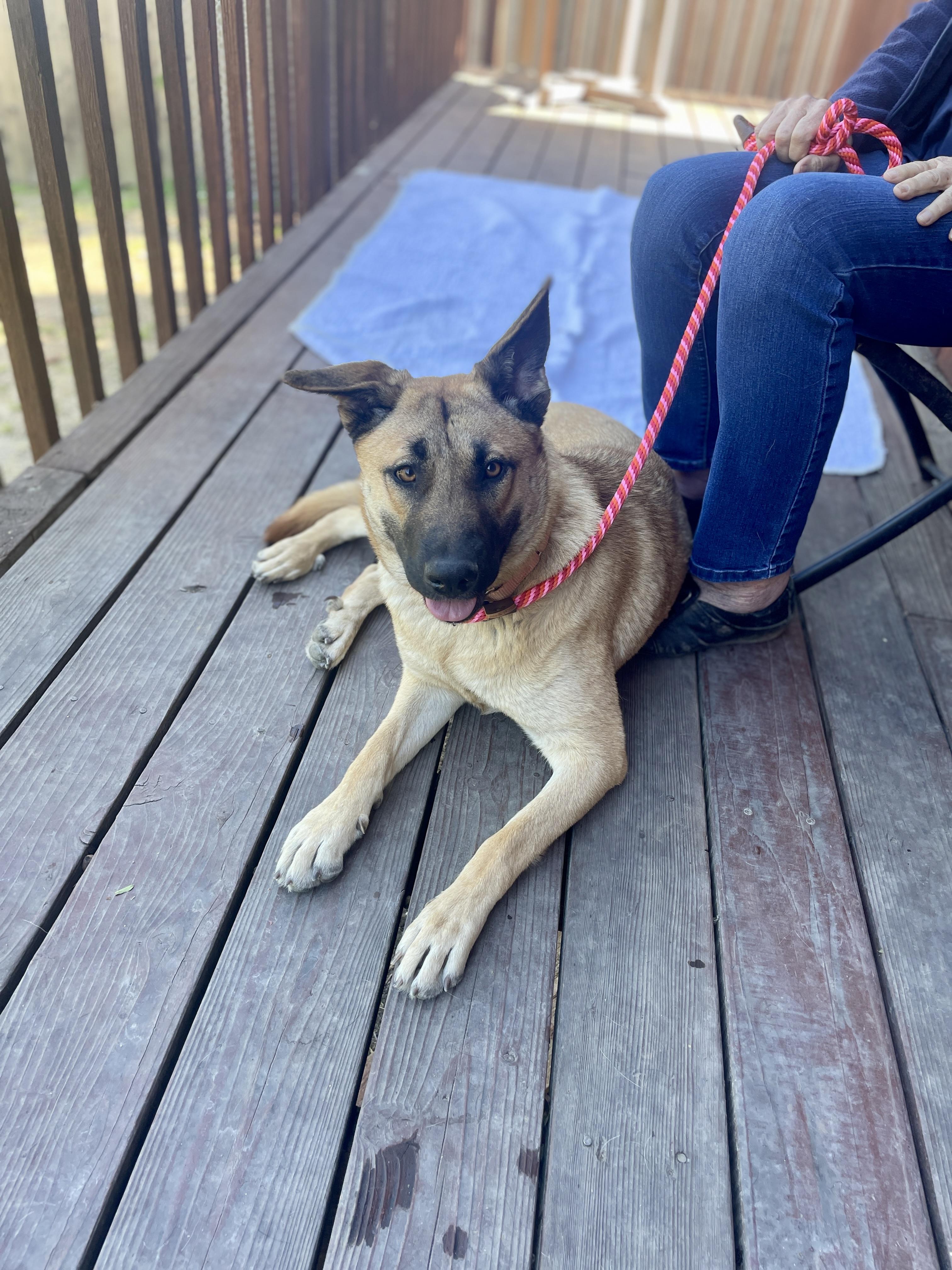 Enlarge Lainey, a Adoptable mixed breed in Rancho Palos Verdes, CA image 5/6