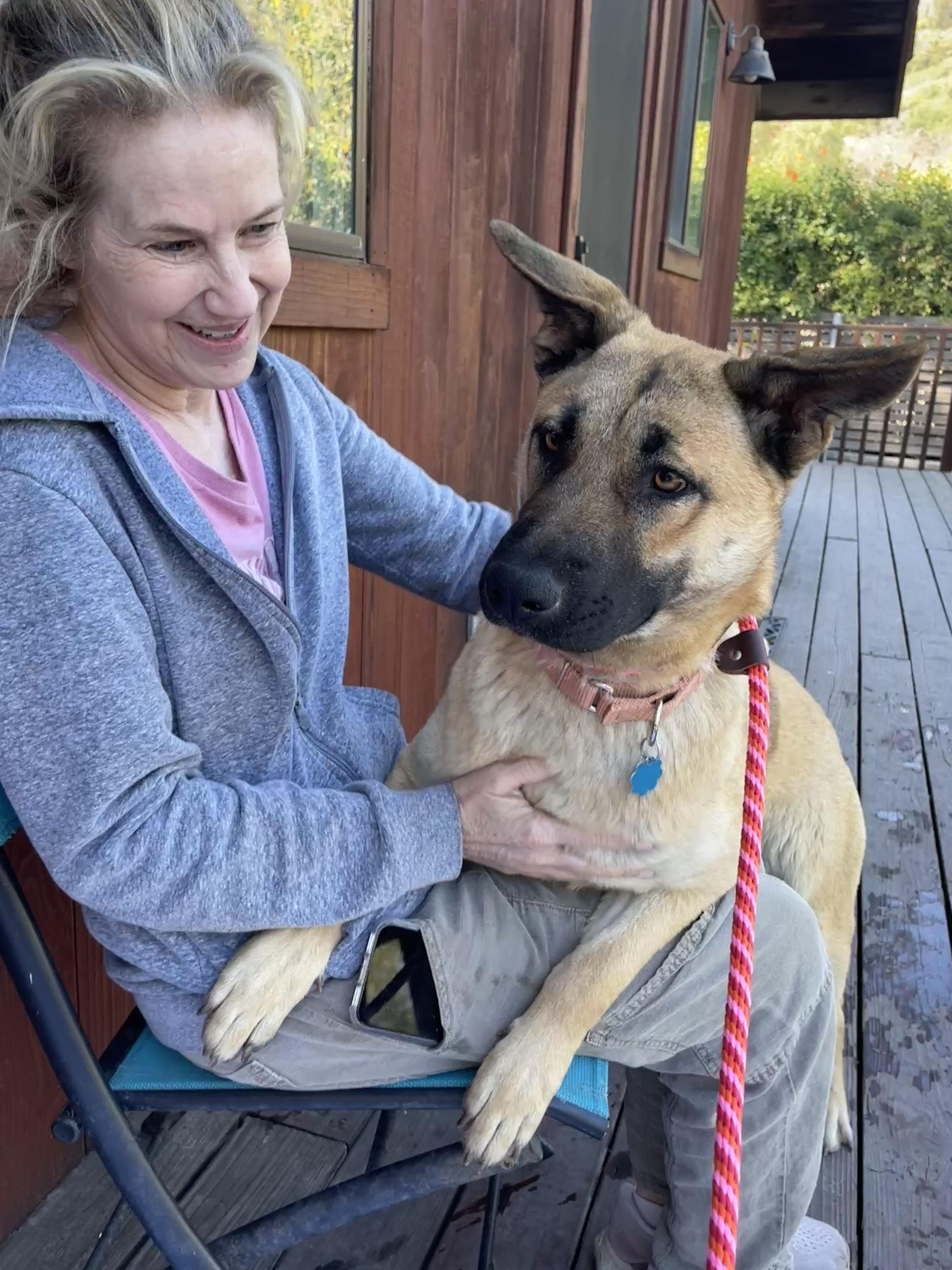 Lainey, Adoptable, Young Female German Shepherd Dog & Husky.
