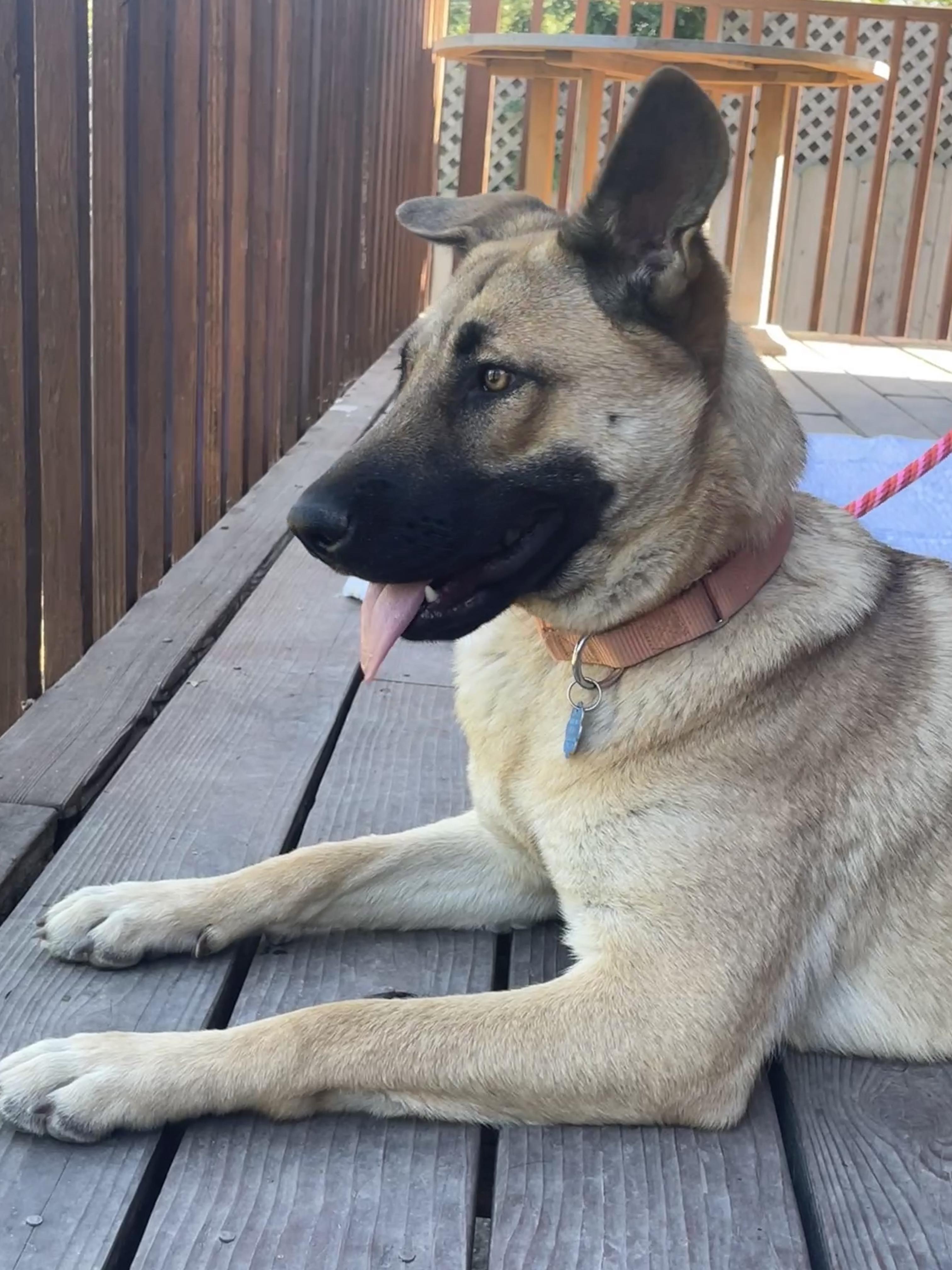 Enlarge Lainey, a Adoptable mixed breed in Rancho Palos Verdes, CA image 6/6