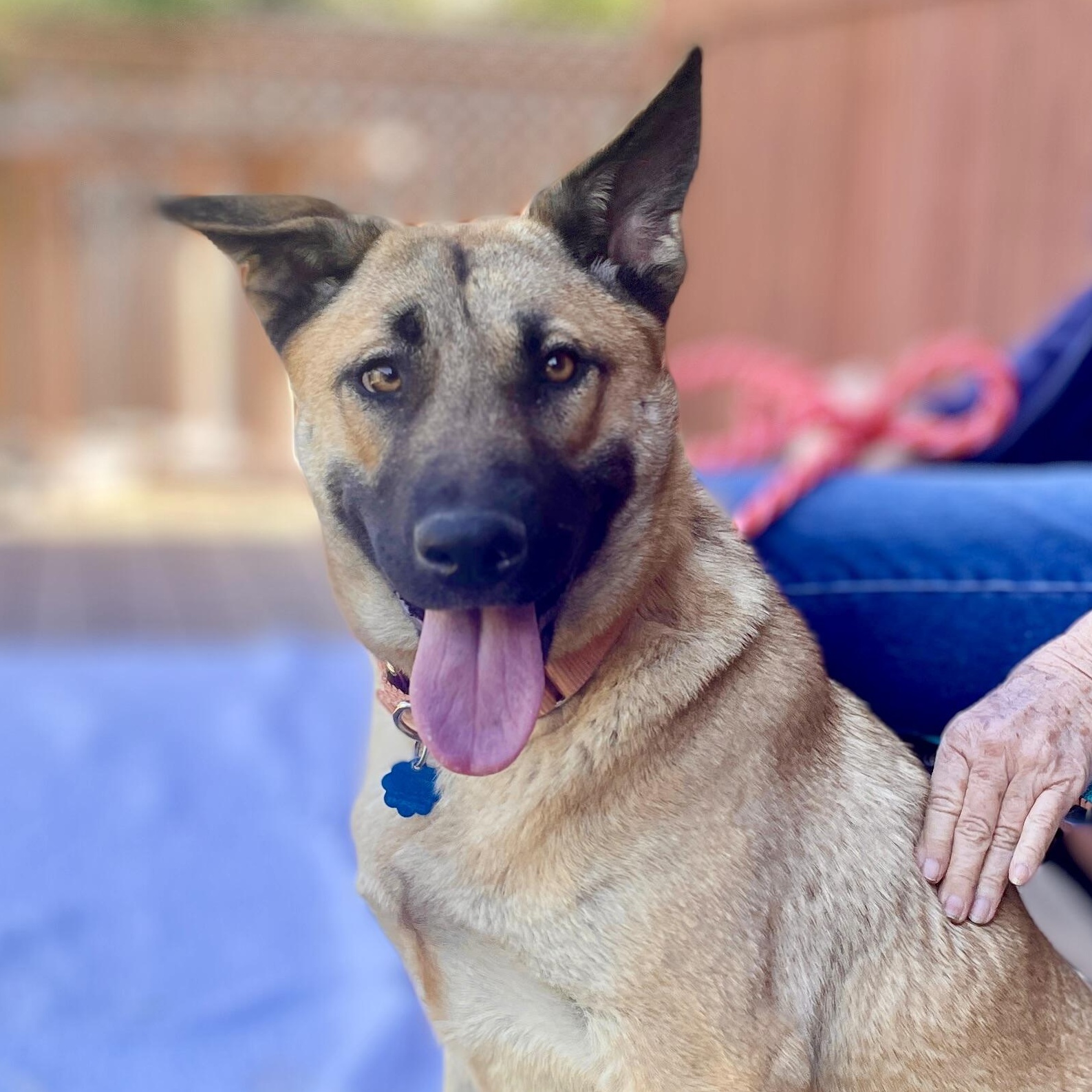 Enlarge Lainey, a Adoptable mixed breed in Rancho Palos Verdes, CA image 1/6