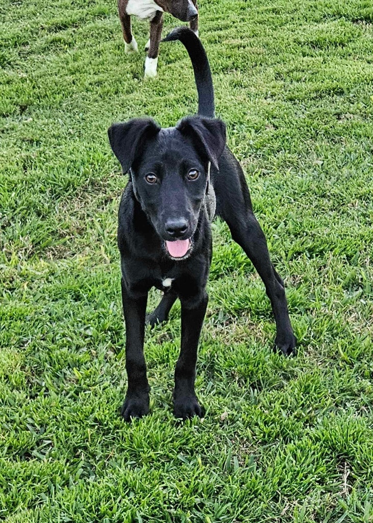 Dog for adoption Jax, a Labrador Retriever Mix in Knoxville, TN