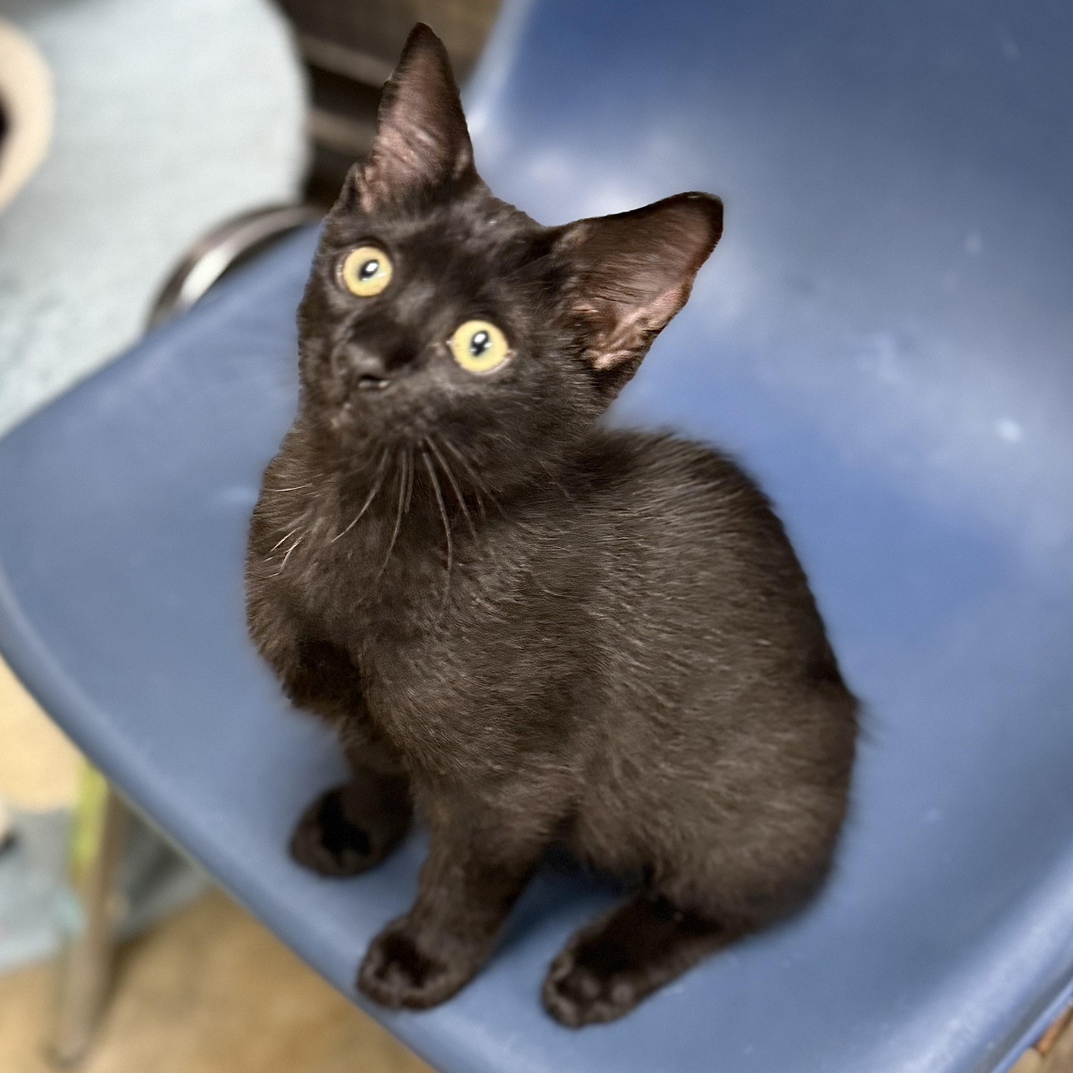 Enlarge Nolan, an adopted Domestic Short Hair in Collierville, TN image 2/3