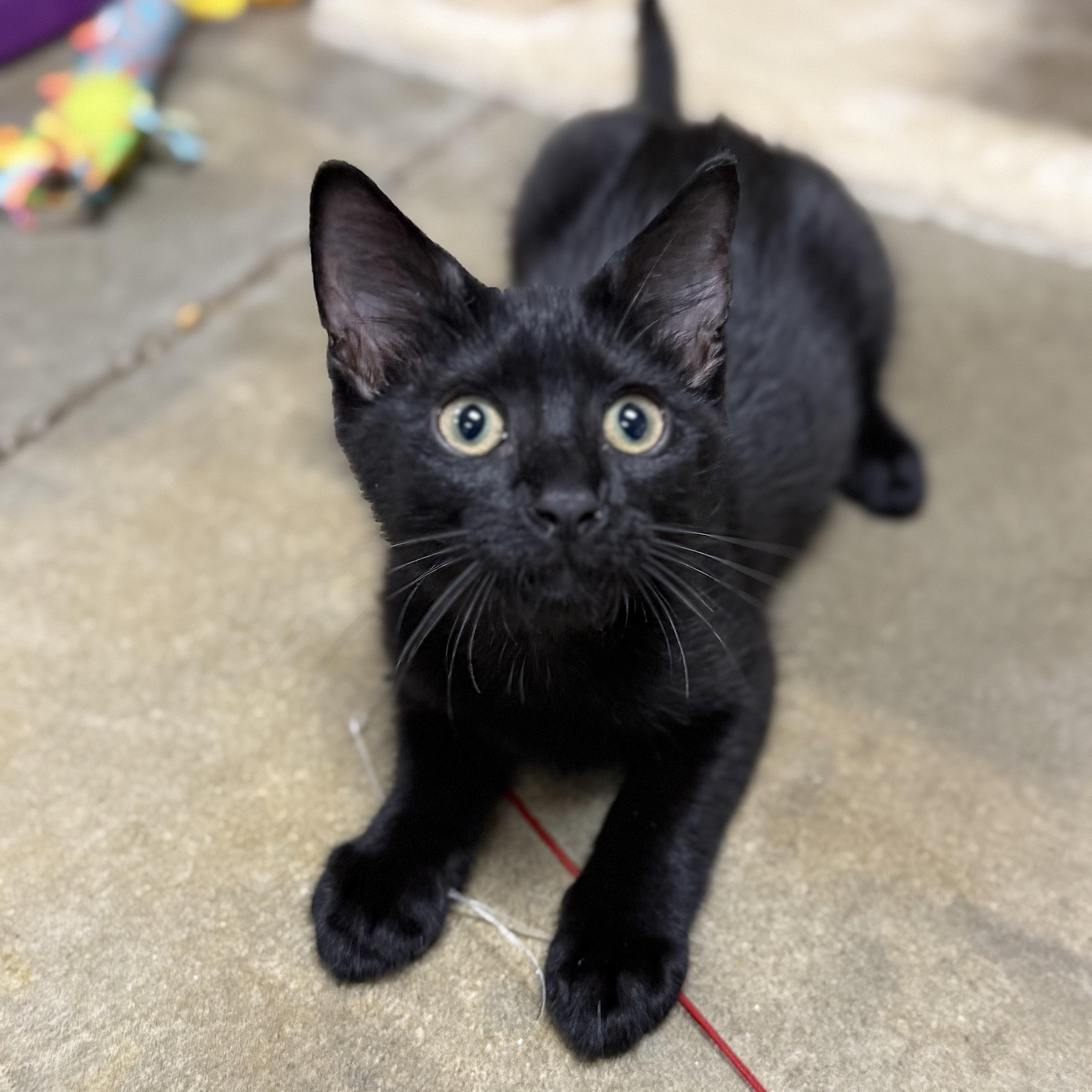 Nolan, adopted, Kitten Male Domestic Short Hair.