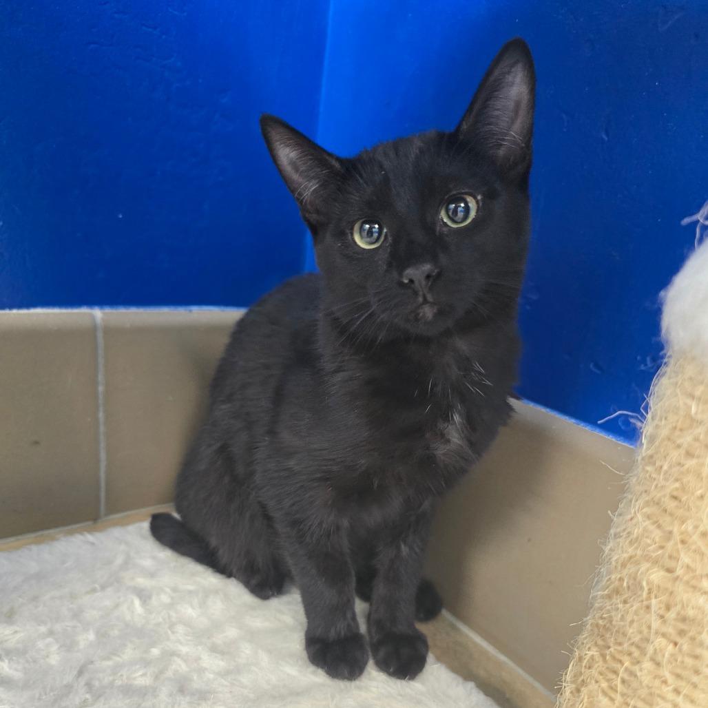 Darma, a Adoptable Domestic Short Hair in Wickenburg, AZ image 1/2