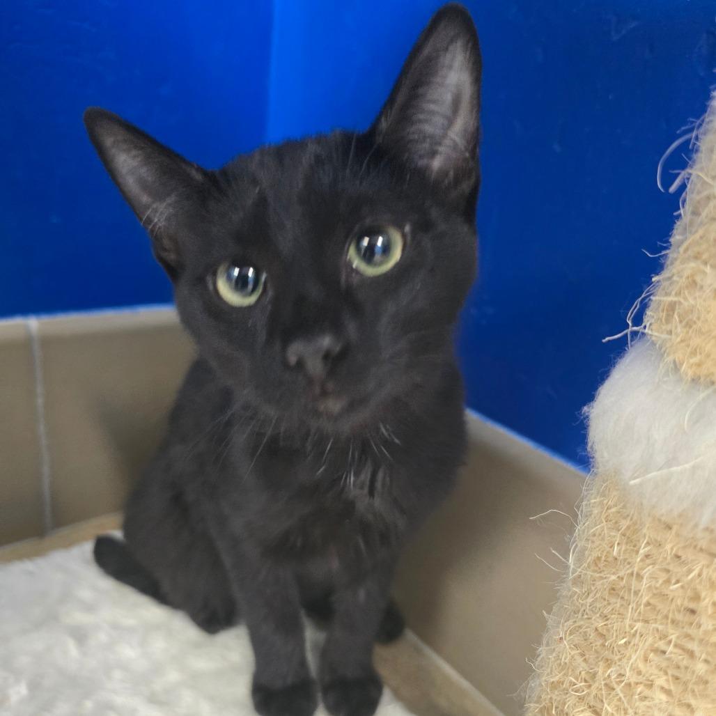 Darma, a Adoptable Domestic Short Hair in Wickenburg, AZ image 2/2