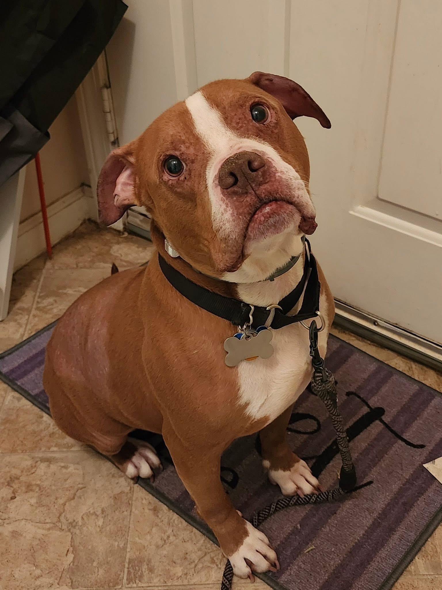 Enlarge Angus, a Adoptable mixed breed image 1/1