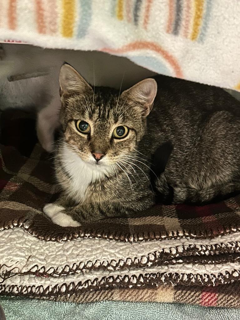 Ginny, Adoptable, Adult Female Domestic Short Hair.