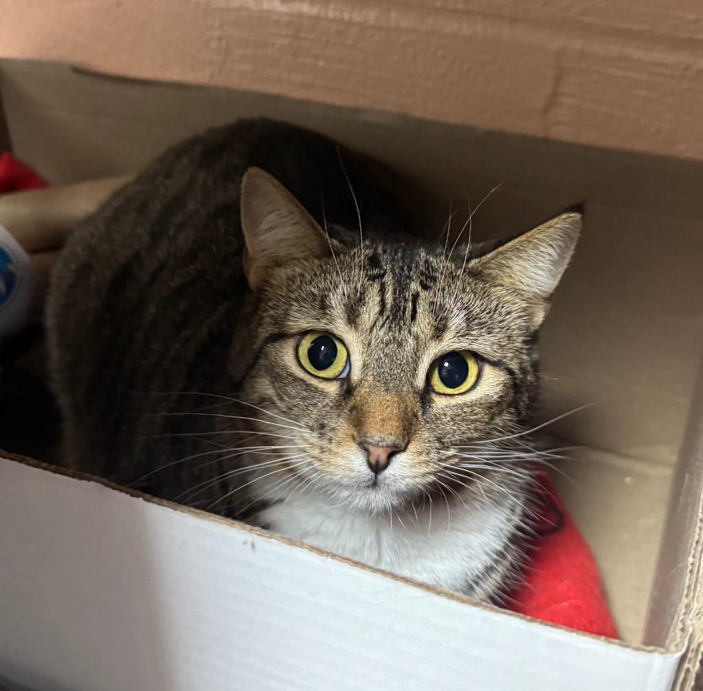 Enlarge Ginny, a Adoptable mixed breed in Olean, NY image 2/2