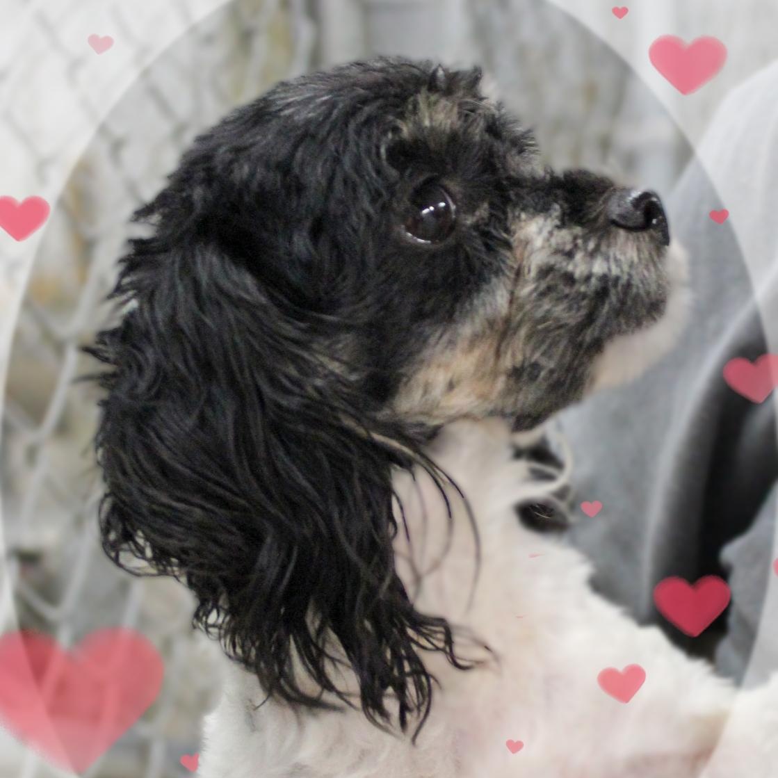 MayMay, adopted, Young Female Maltipoo.