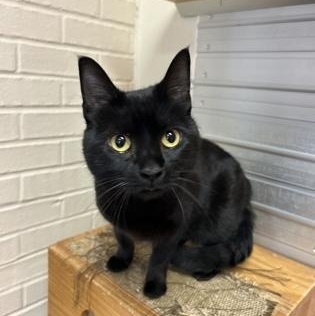 Enlarge Bonnie, a ADOPTABLE Domestic Short Hair in Lafayette, IN image 1/1