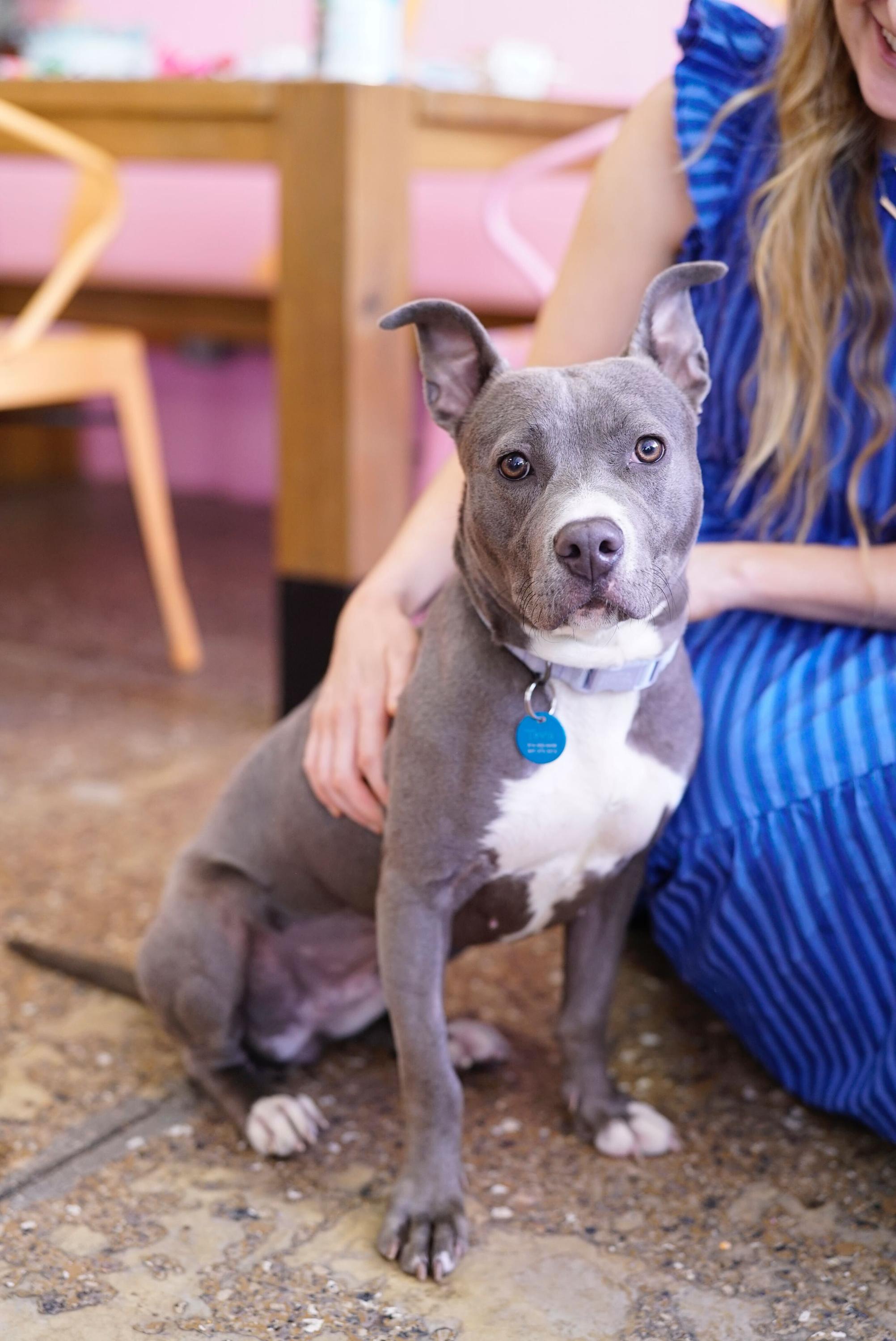 Enlarge Tova, a ADOPTABLE mixed breed in Pasadena, CA image 3/6