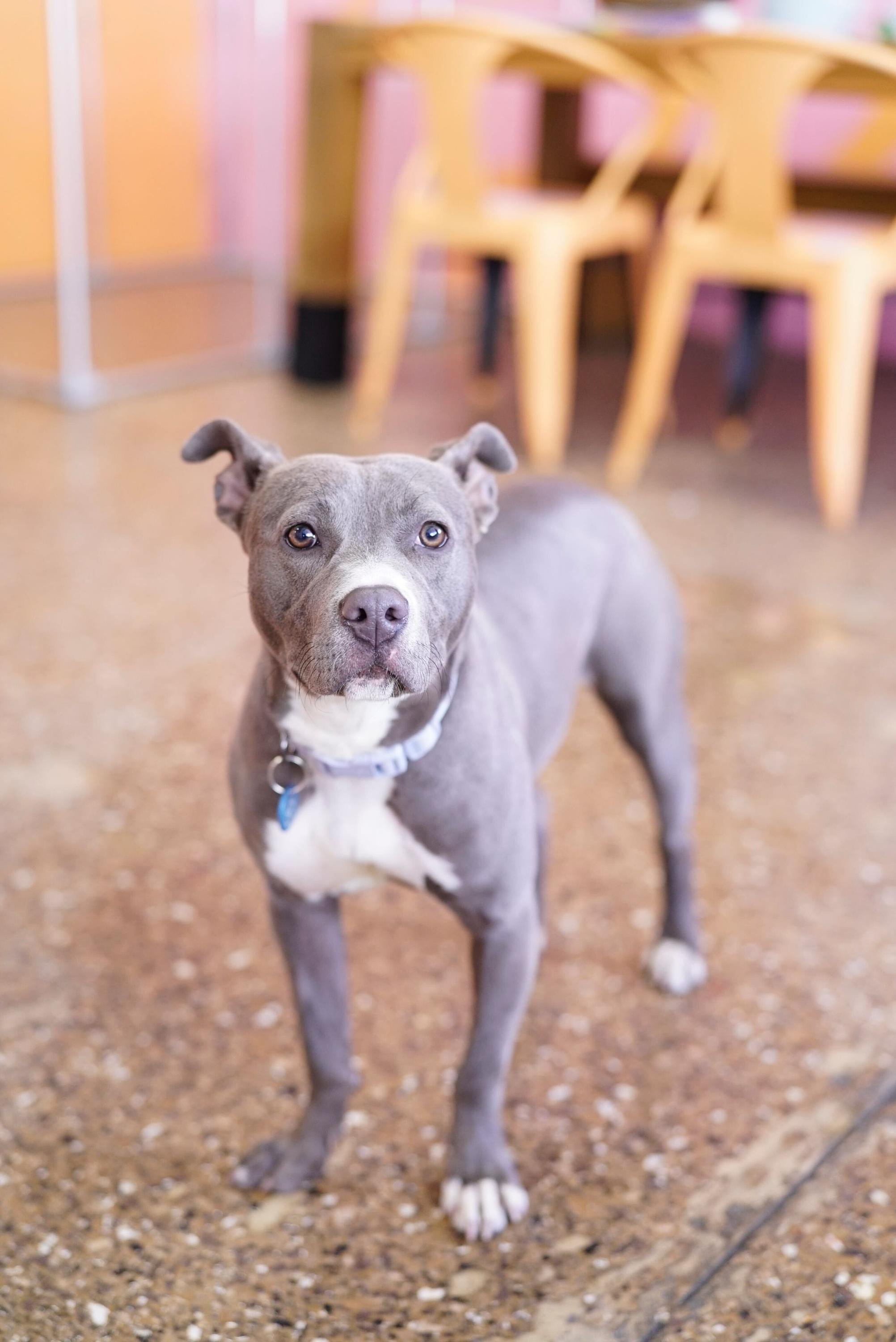 Enlarge Tova, a ADOPTABLE mixed breed in Pasadena, CA image 4/6