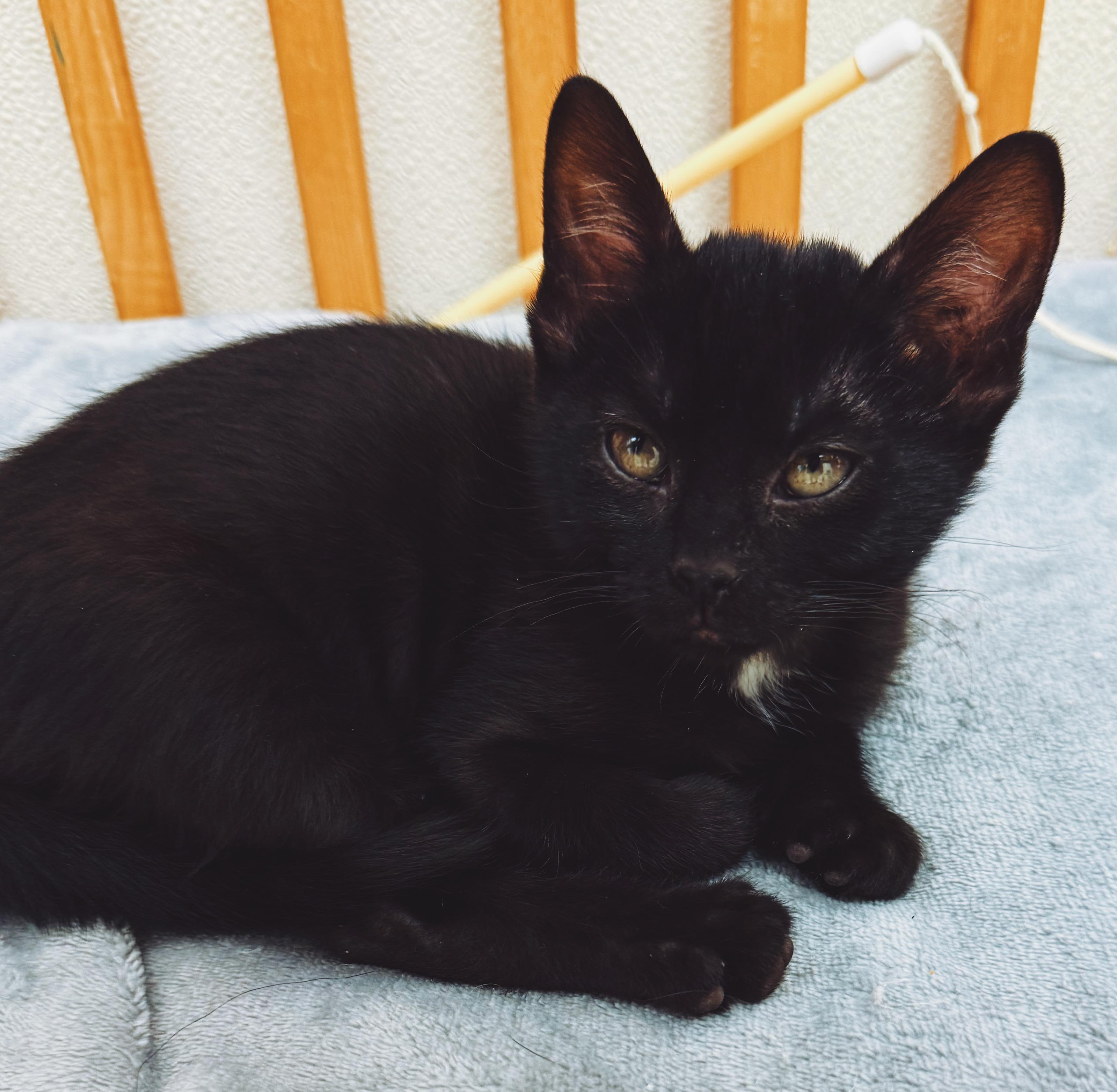 Enlarge Piper, a ADOPTABLE Domestic Short Hair in Hays, KS image 3/5