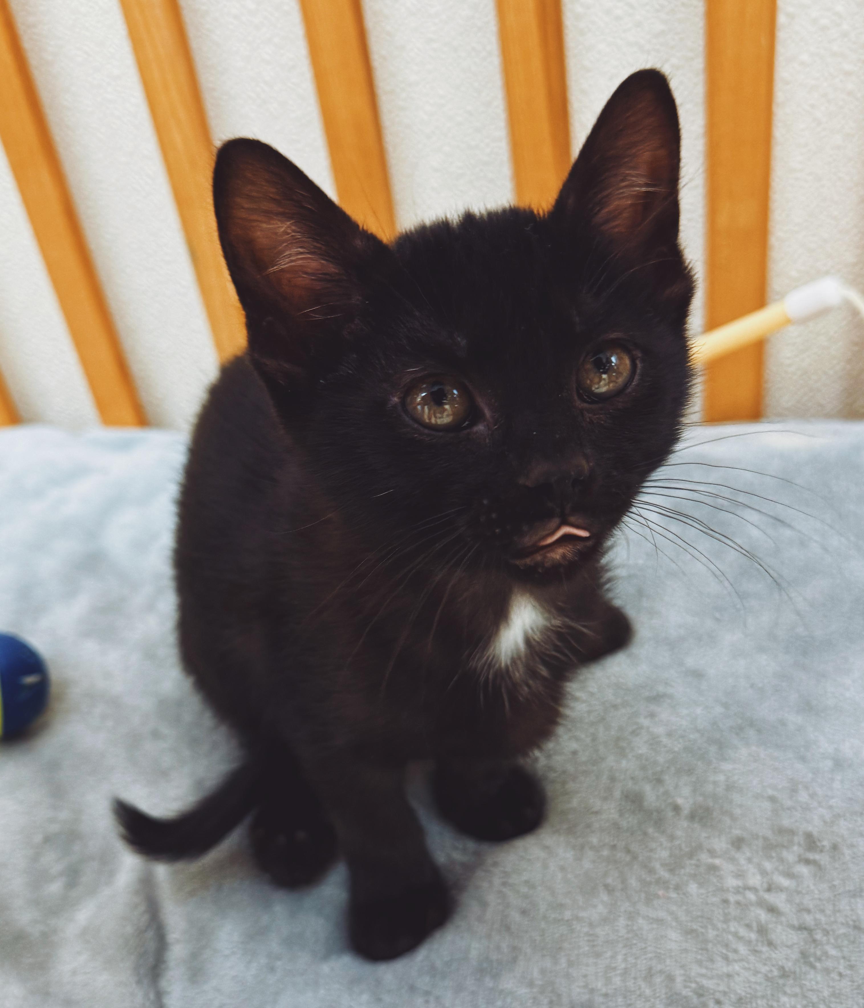 Enlarge Piper, a ADOPTABLE Domestic Short Hair in Hays, KS image 1/5