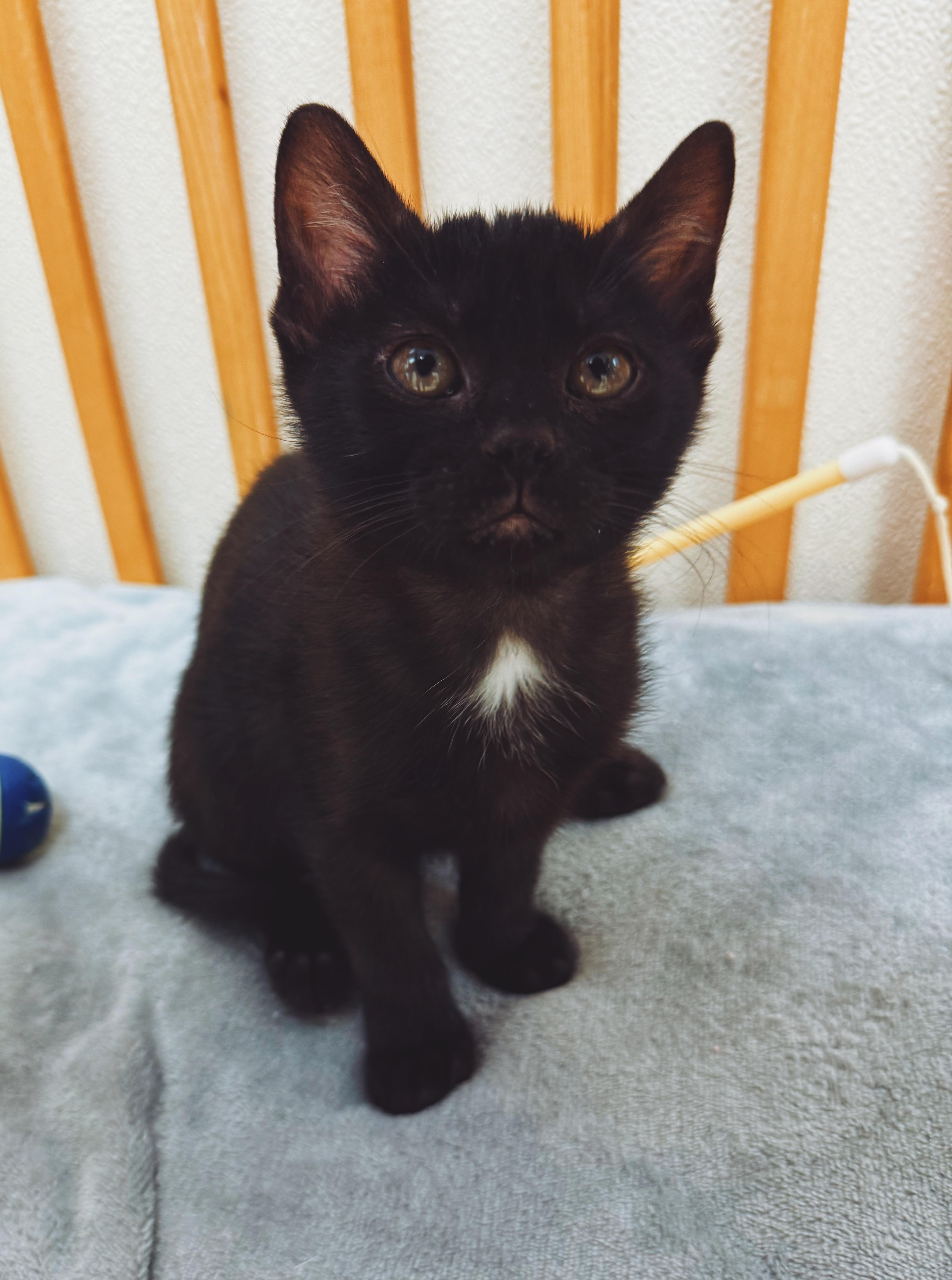 Enlarge Piper, a ADOPTABLE Domestic Short Hair in Hays, KS image 2/5