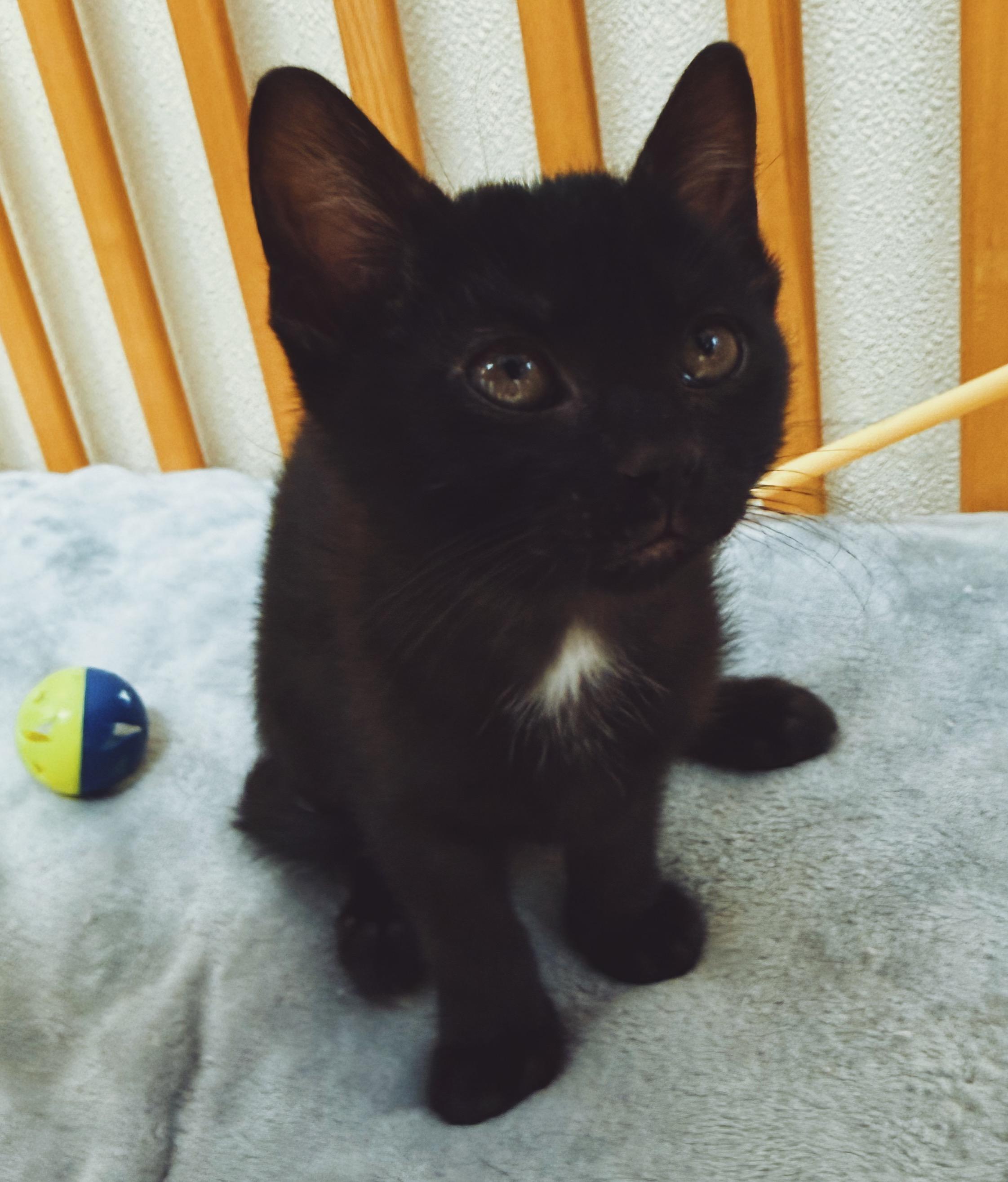 Enlarge Piper, a ADOPTABLE Domestic Short Hair in Hays, KS image 5/5