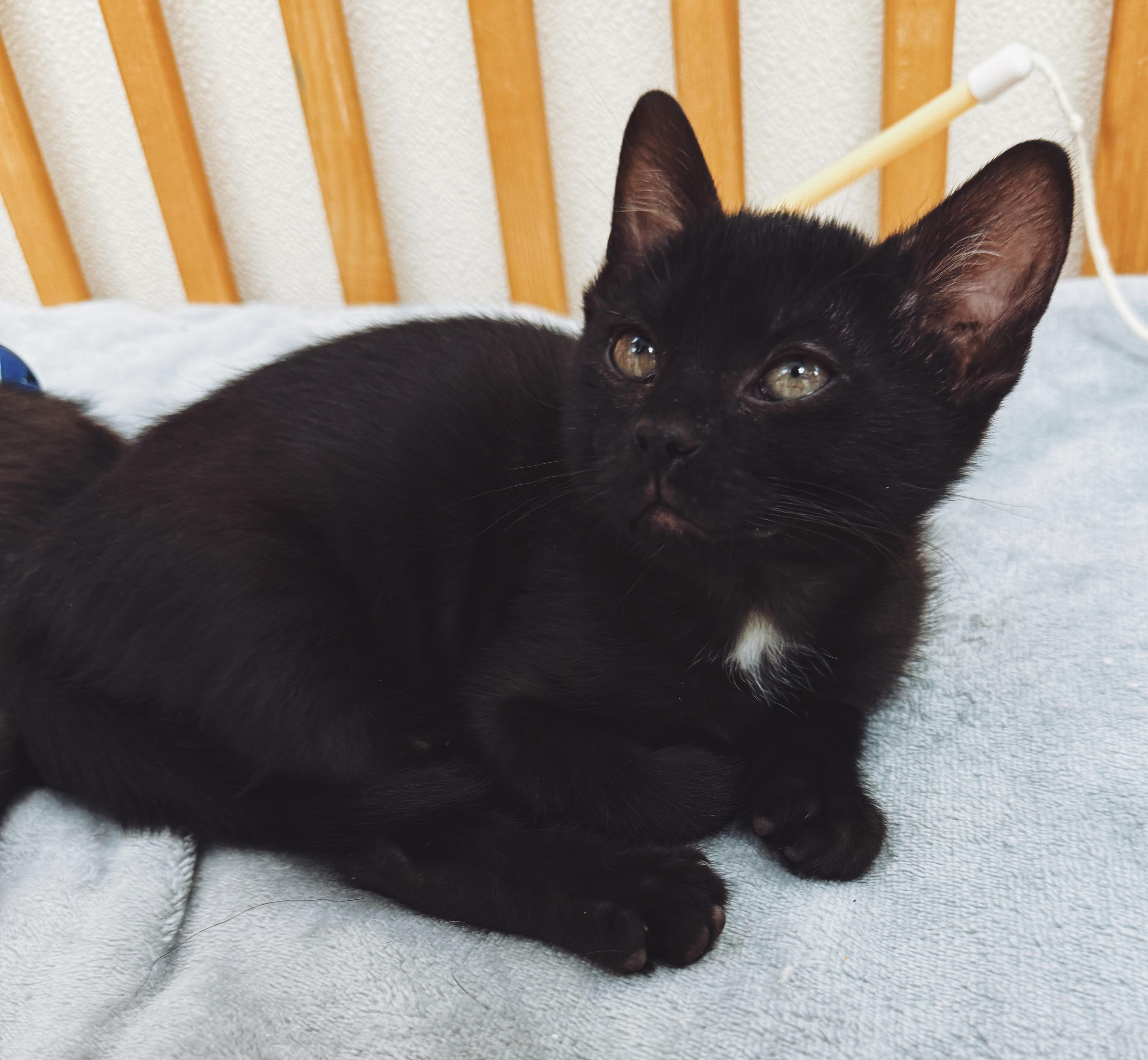 Enlarge Piper, a ADOPTABLE Domestic Short Hair in Hays, KS image 4/5