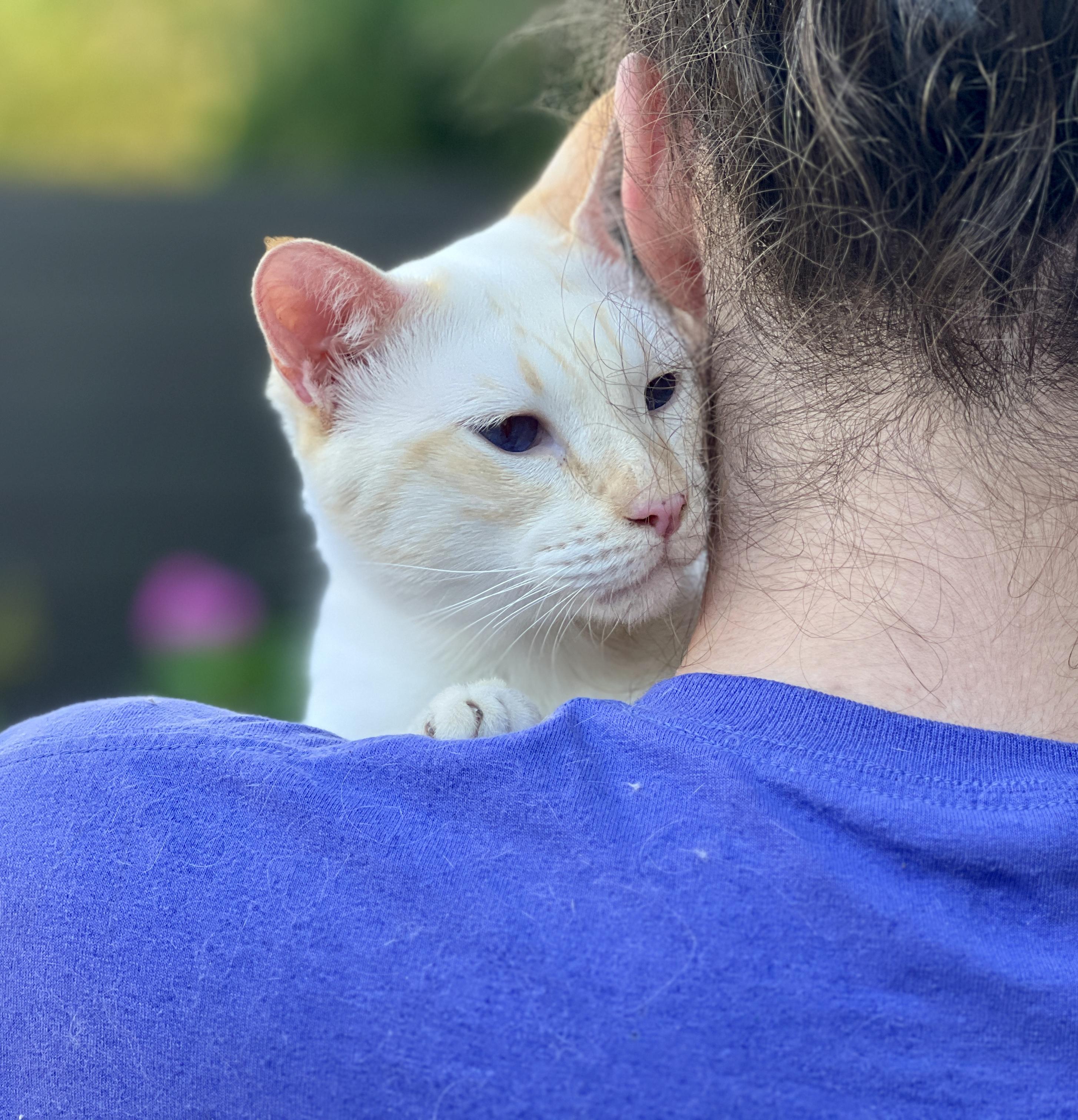 Enlarge LUKE, a Adopted Siamese in valparaiso, IN image 3/6