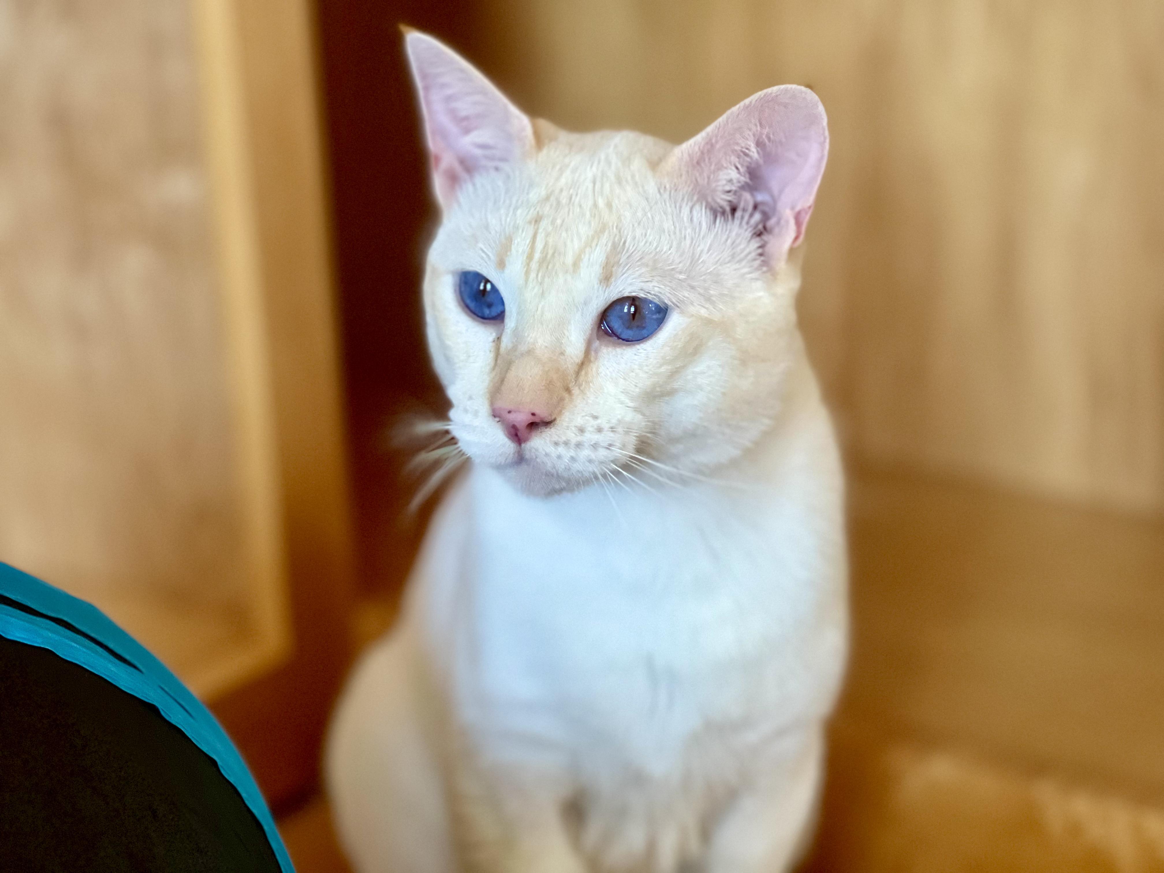 LUKE, Adopted, Young Male Siamese.