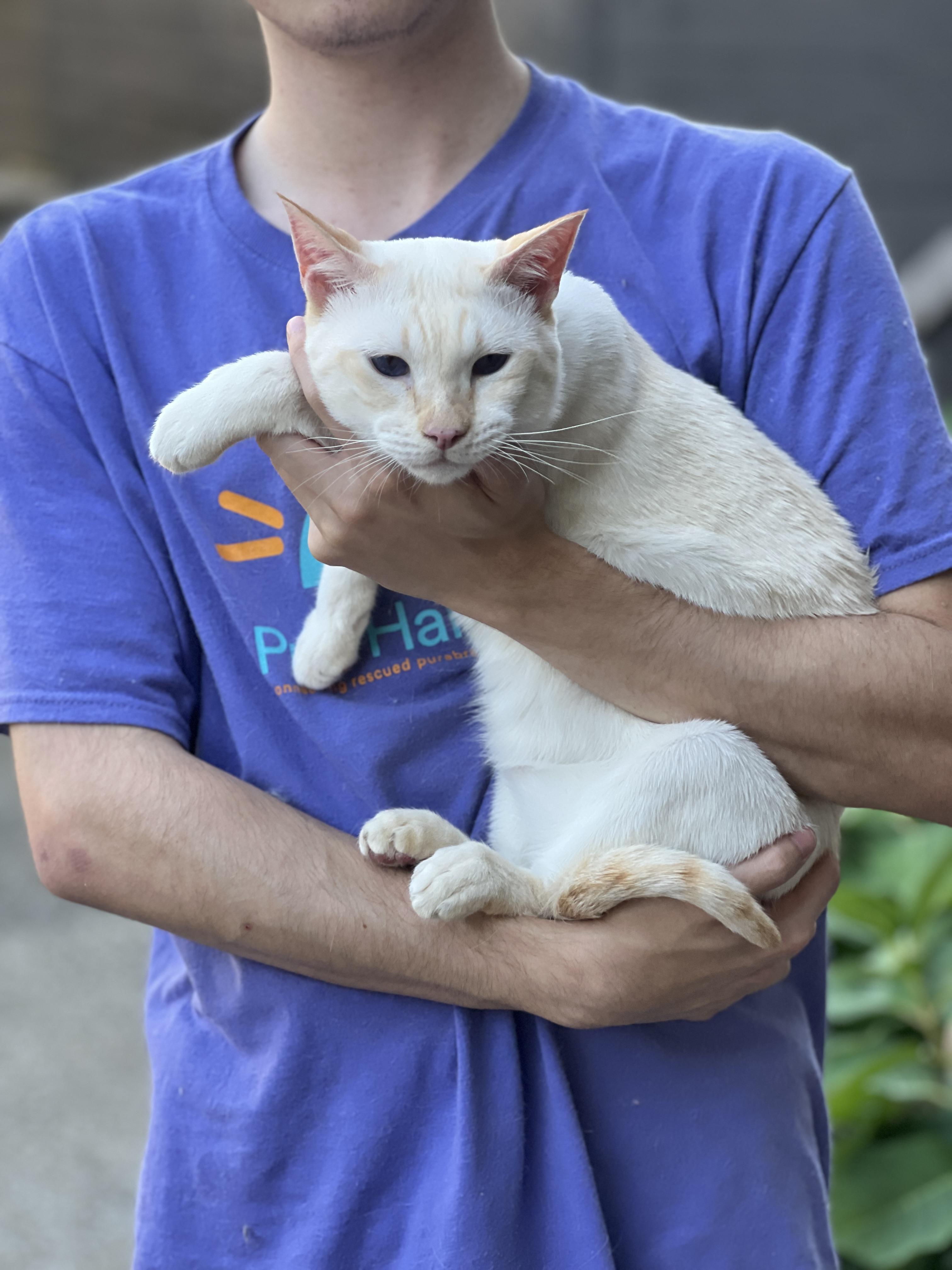 Enlarge LUKE, a Adopted Siamese in valparaiso, IN image 6/6