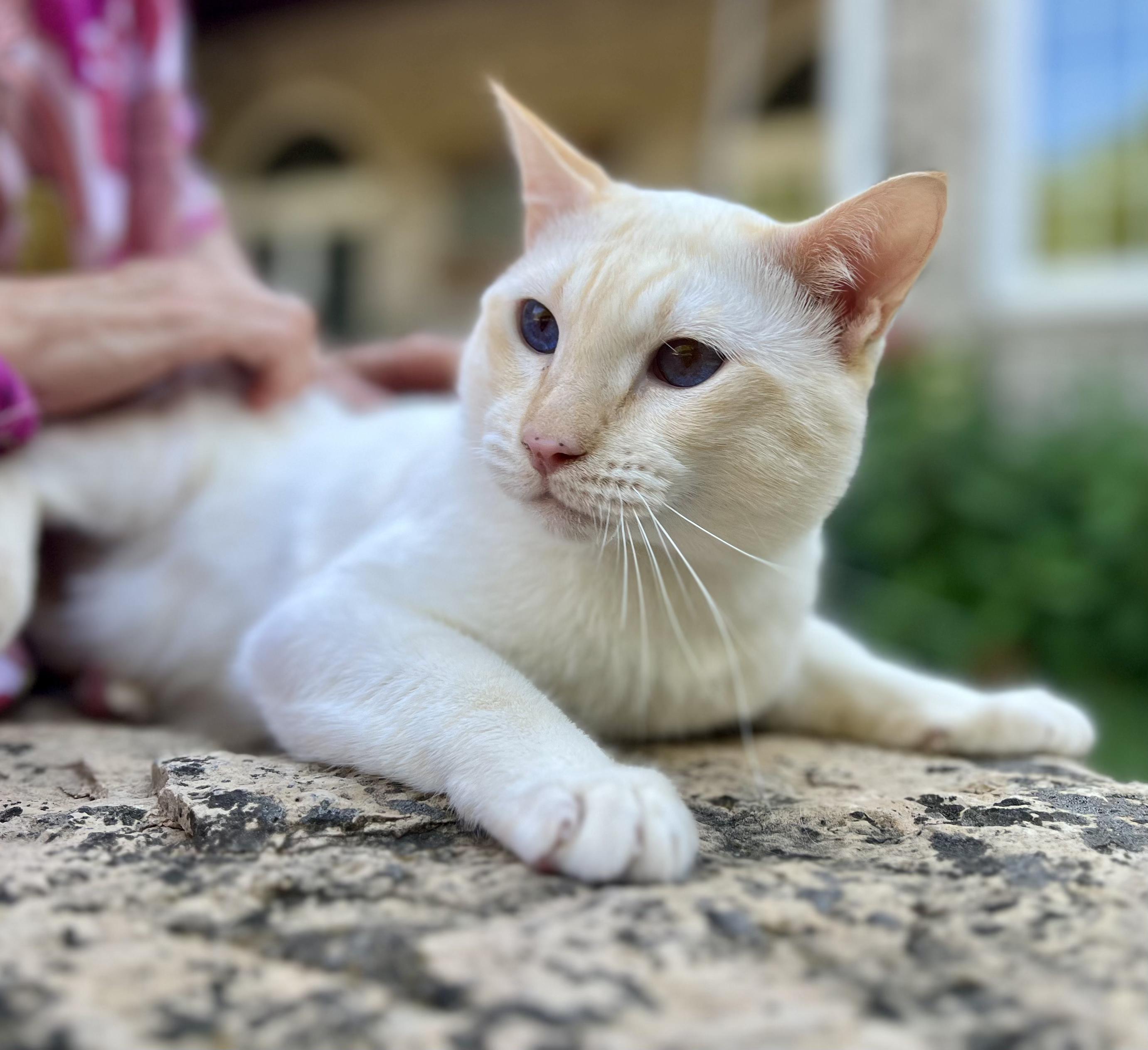 Enlarge LUKE, a Adopted Siamese in valparaiso, IN image 4/6