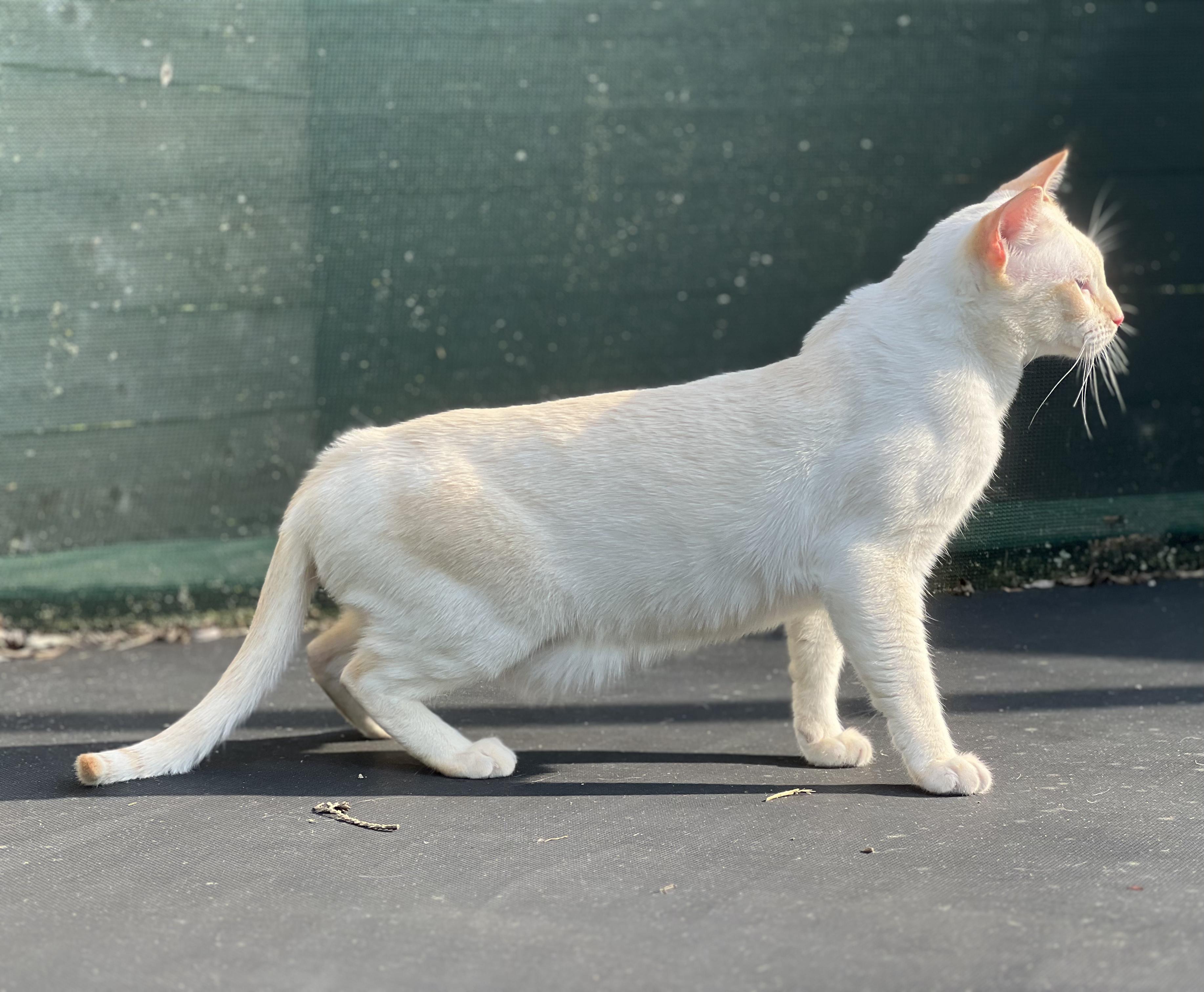 Enlarge LUKE, a Adopted Siamese in valparaiso, IN image 2/6