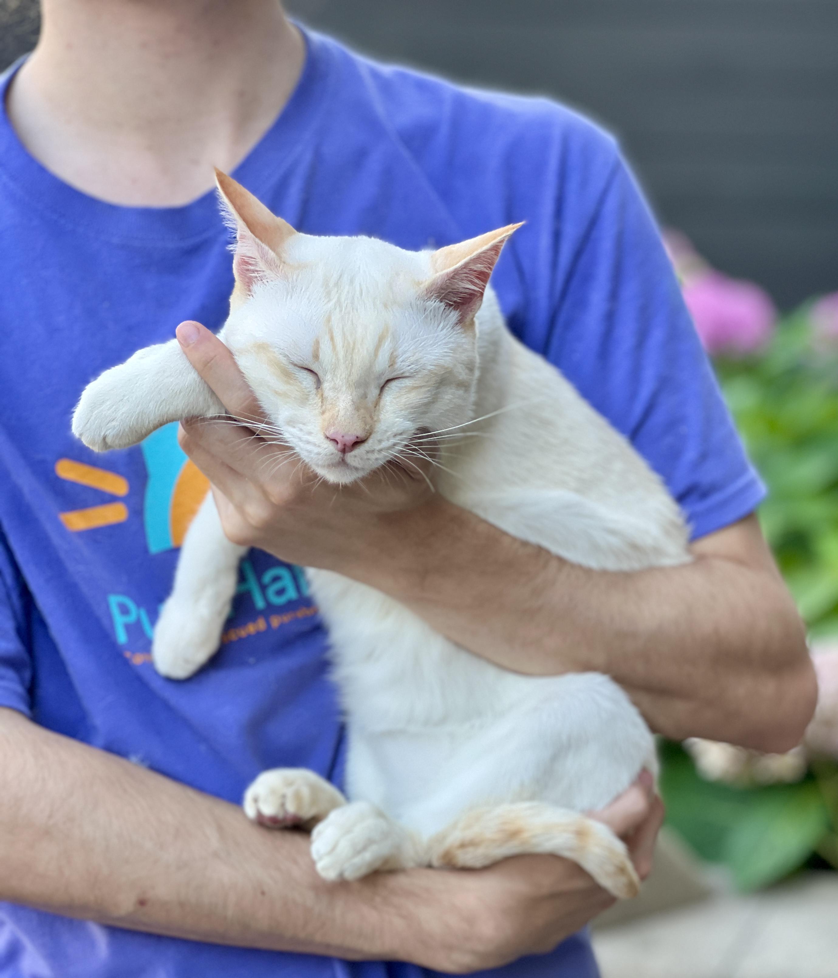 Enlarge LUKE, a Adopted Siamese in valparaiso, IN image 5/6