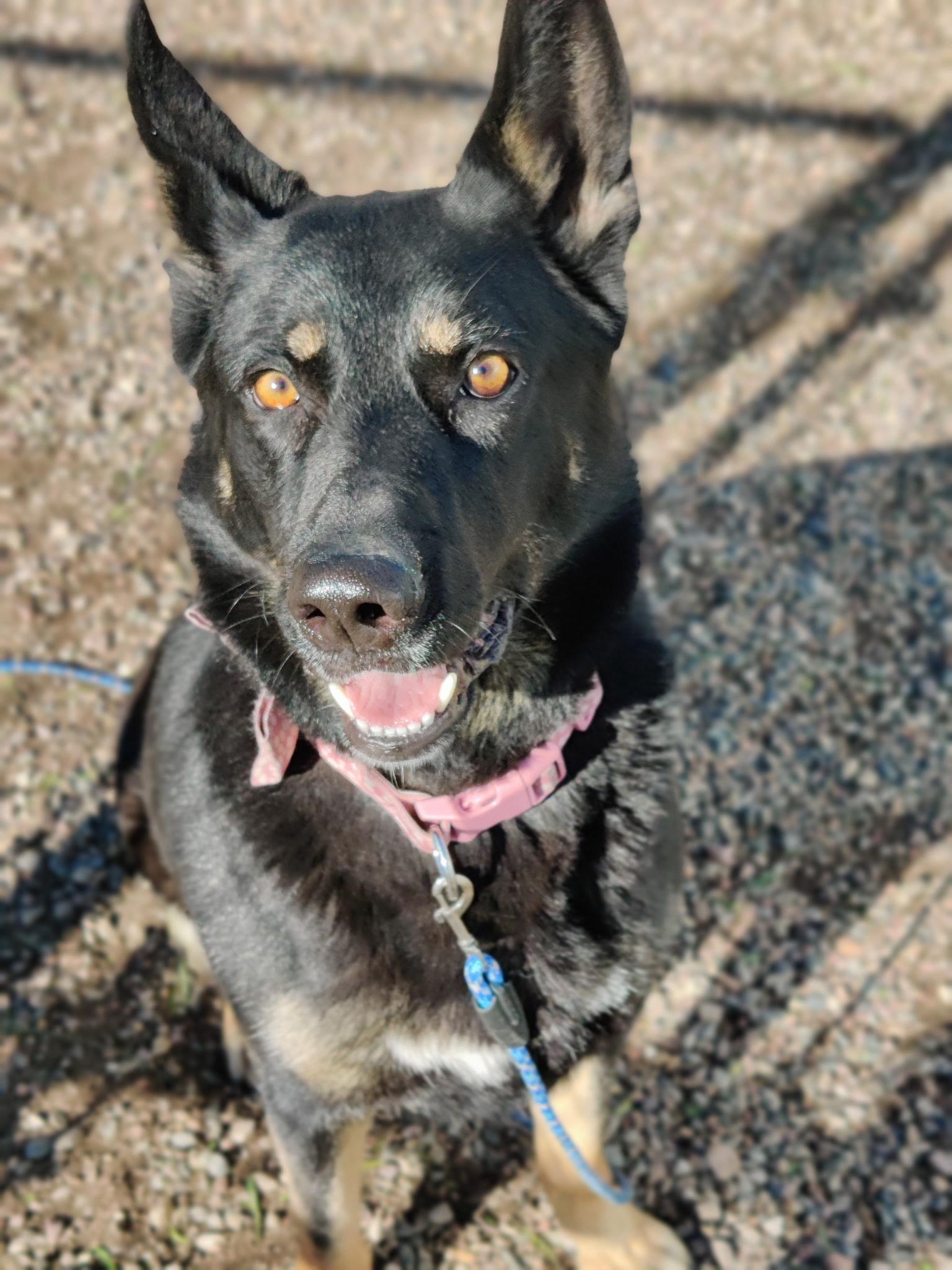 MEI MEI, ADOPTABLE, Young Female German Shepherd Dog.