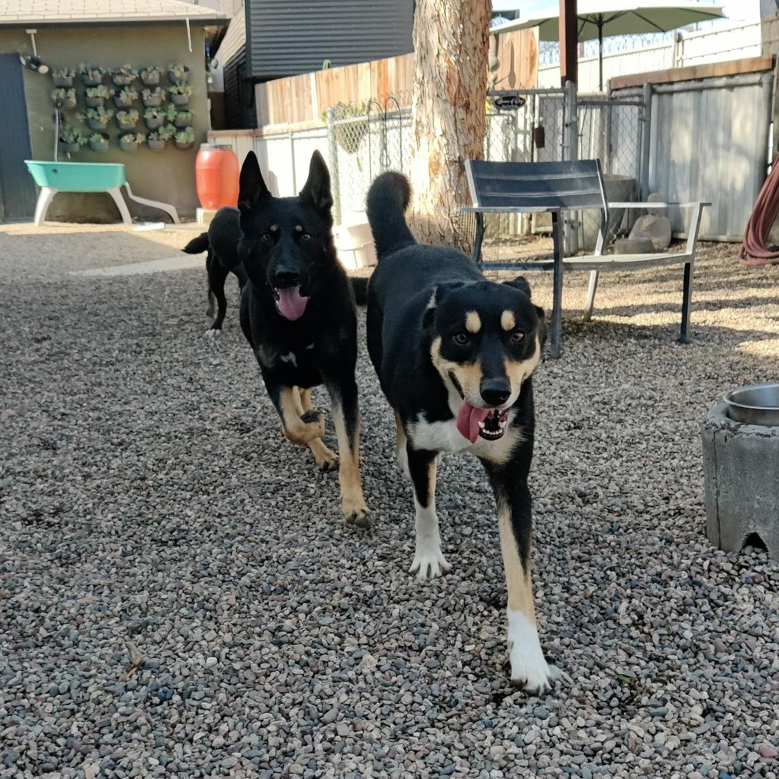 MEI MEI, a ADOPTABLE German Shepherd Dog in Pasadena, CA image 5/5