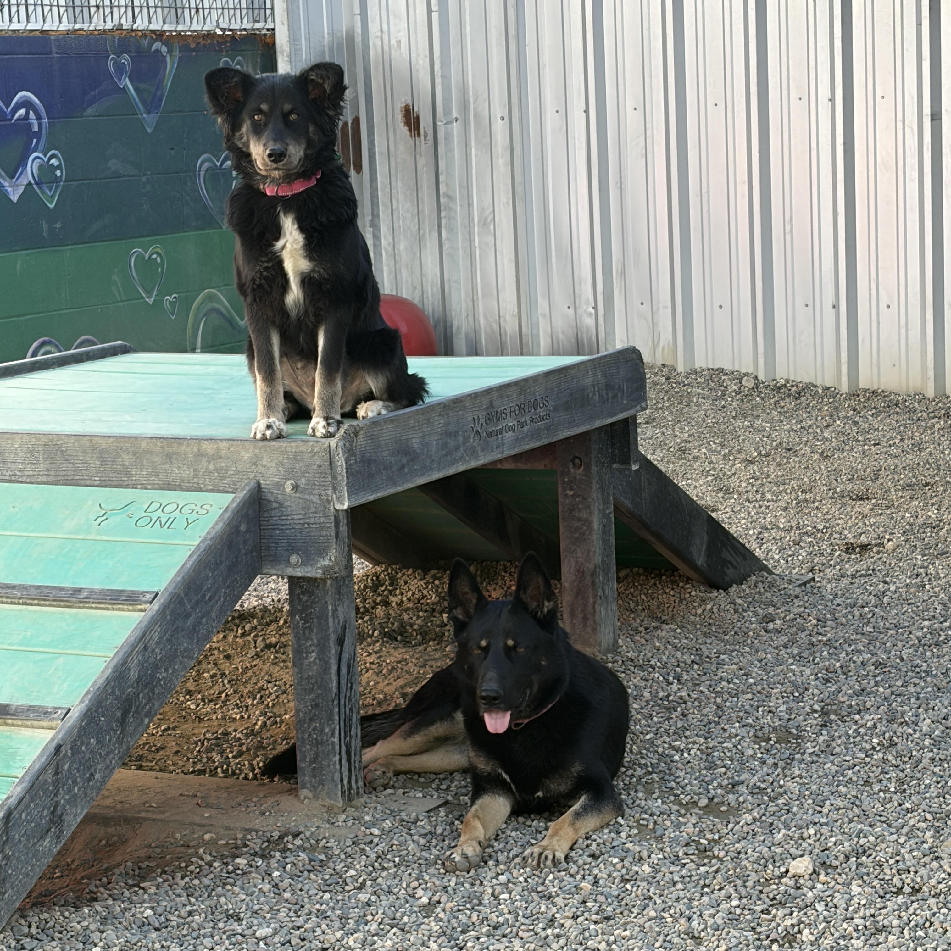 MEI MEI, a ADOPTABLE German Shepherd Dog in Pasadena, CA image 4/5