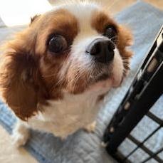 Molly, Adoptable, Adult Female Cavalier King Charles Spaniel.
