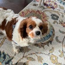 Molly, a Adoptable Cavalier King Charles Spaniel in Cincinnati, OH image 2/3