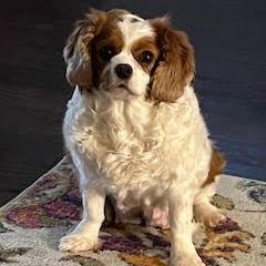Molly, a Adoptable Cavalier King Charles Spaniel in Cincinnati, OH image 3/3