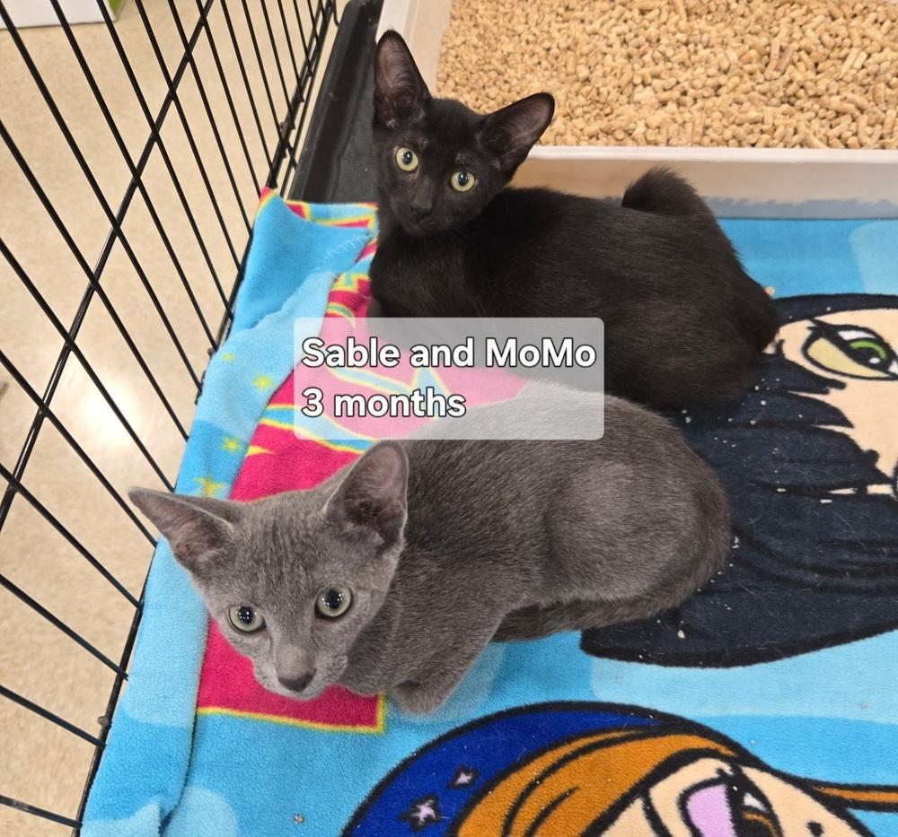 Momo and Sable, Adoptable, Kitten Male Russian Blue & Domestic Short Hair.