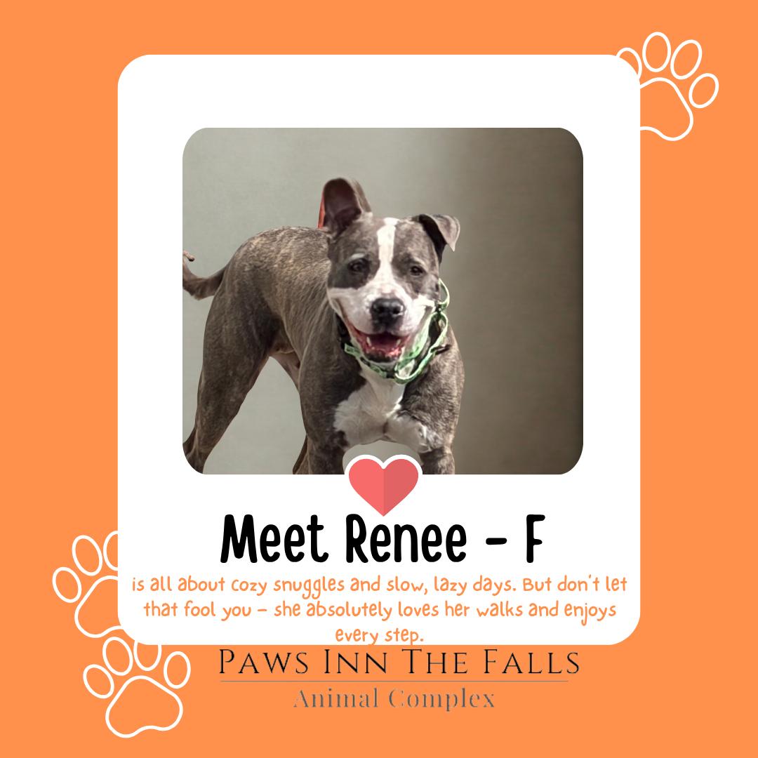 Renee, adopted, Young Female Pit Bull Terrier.