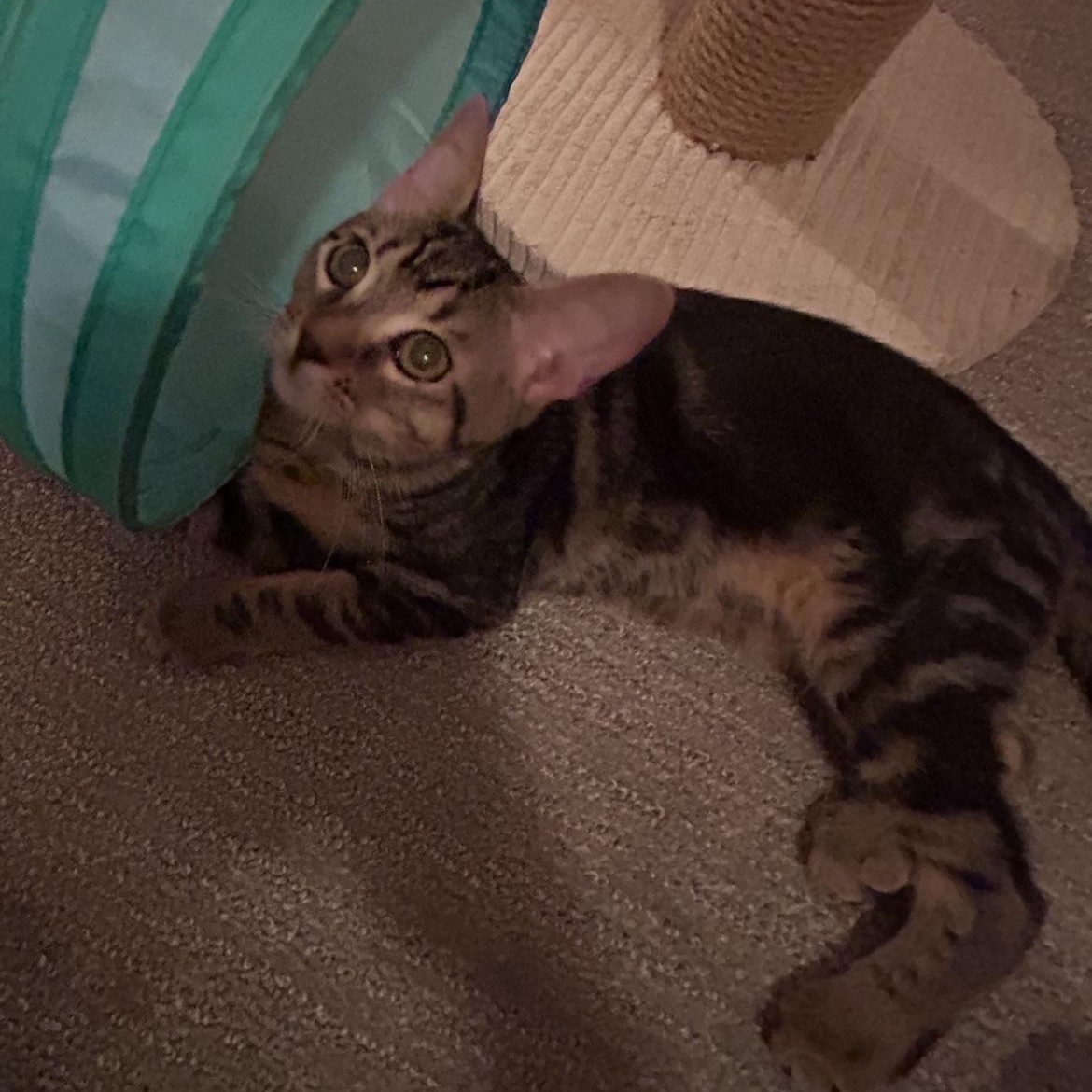 Enlarge Buzz, a Adoptable Tabby in San Juan Capistrano, CA image 3/3