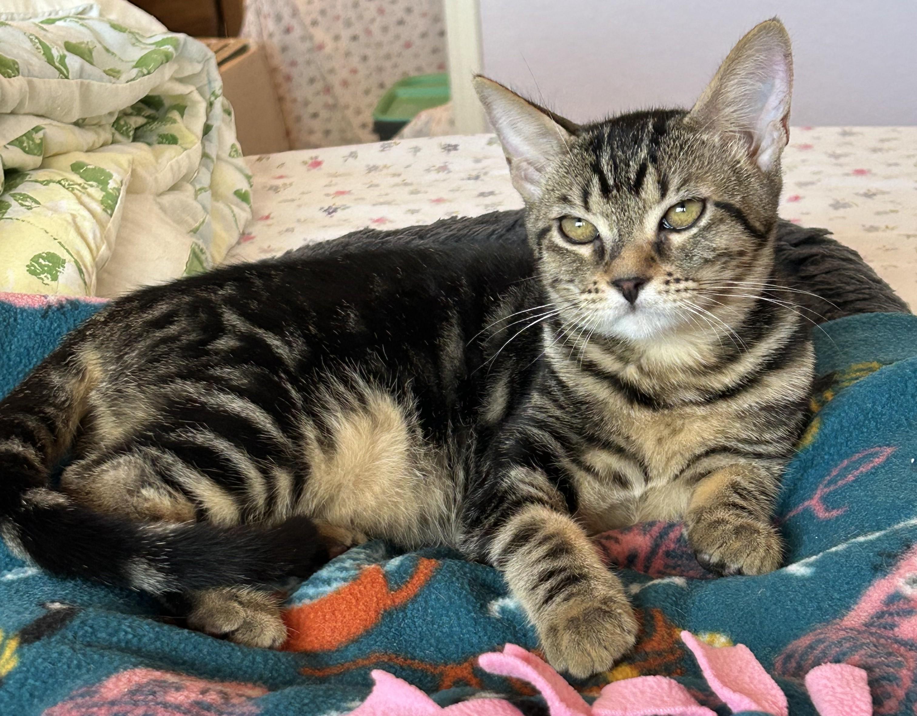 Buzz, Adoptable, Kitten Male Tabby.