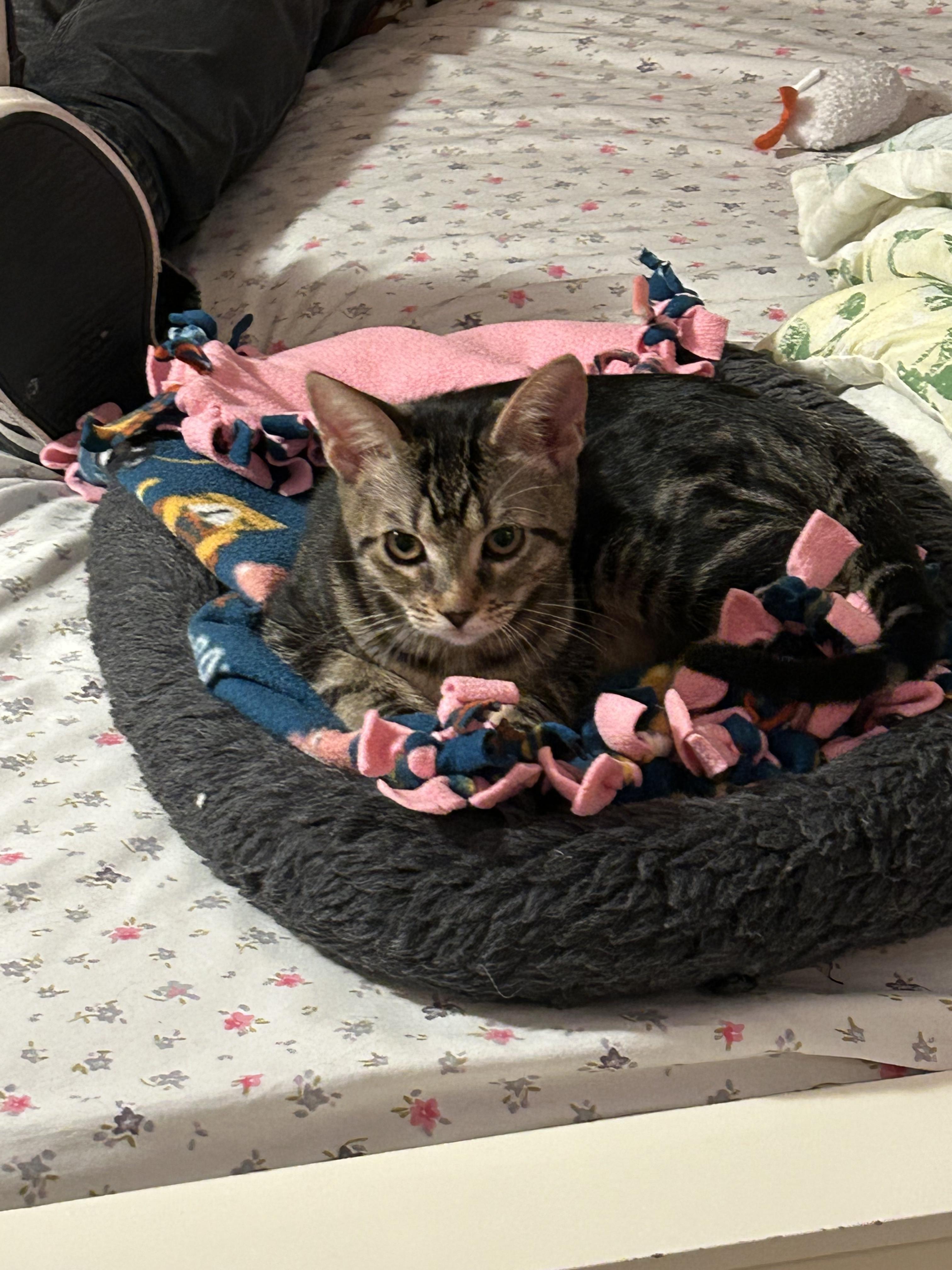 Enlarge Buzz, a Adoptable Tabby in San Juan Capistrano, CA image 2/3