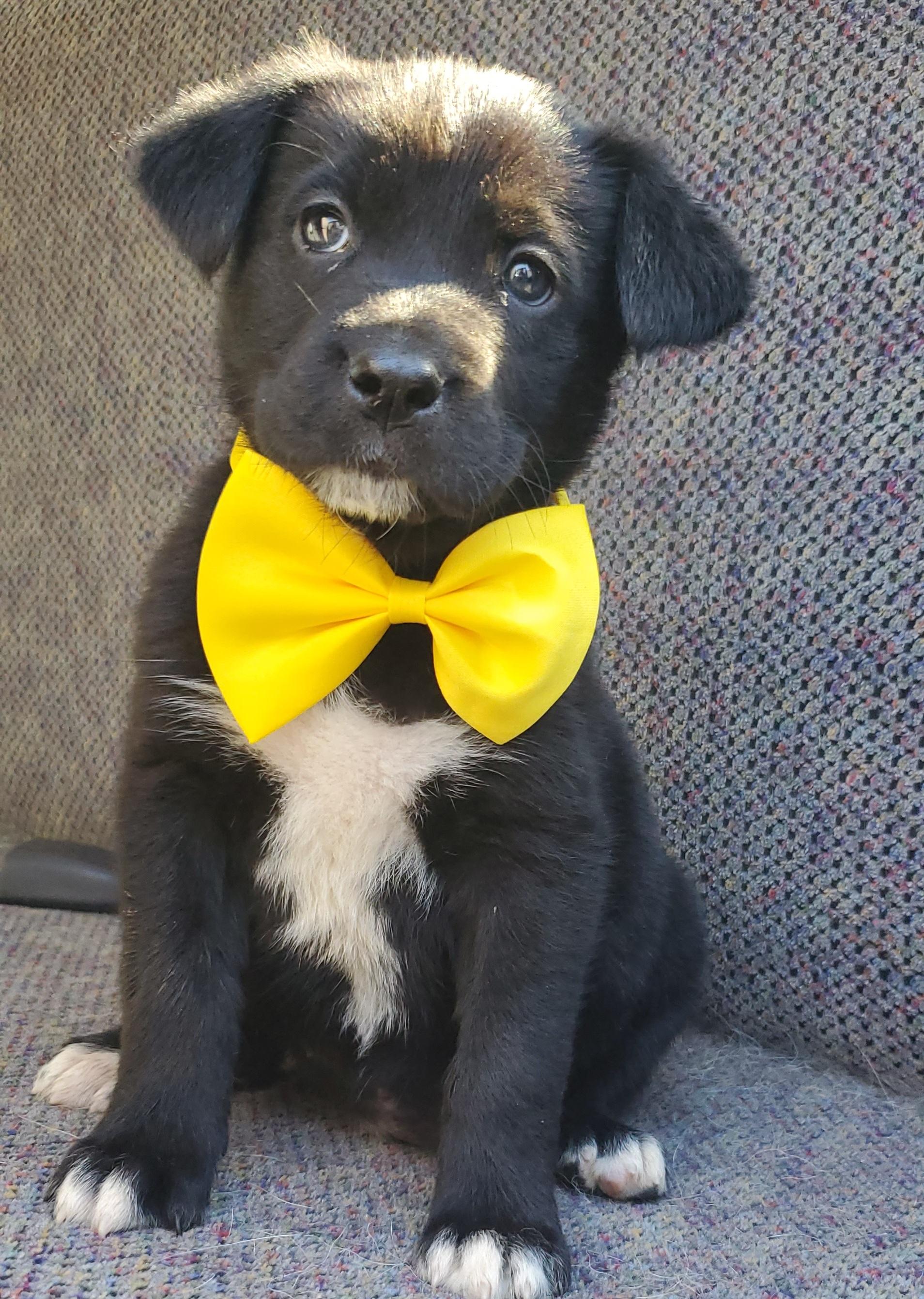 Harlow, a Adoptable mixed breed in Atlanta , GA image 4/6