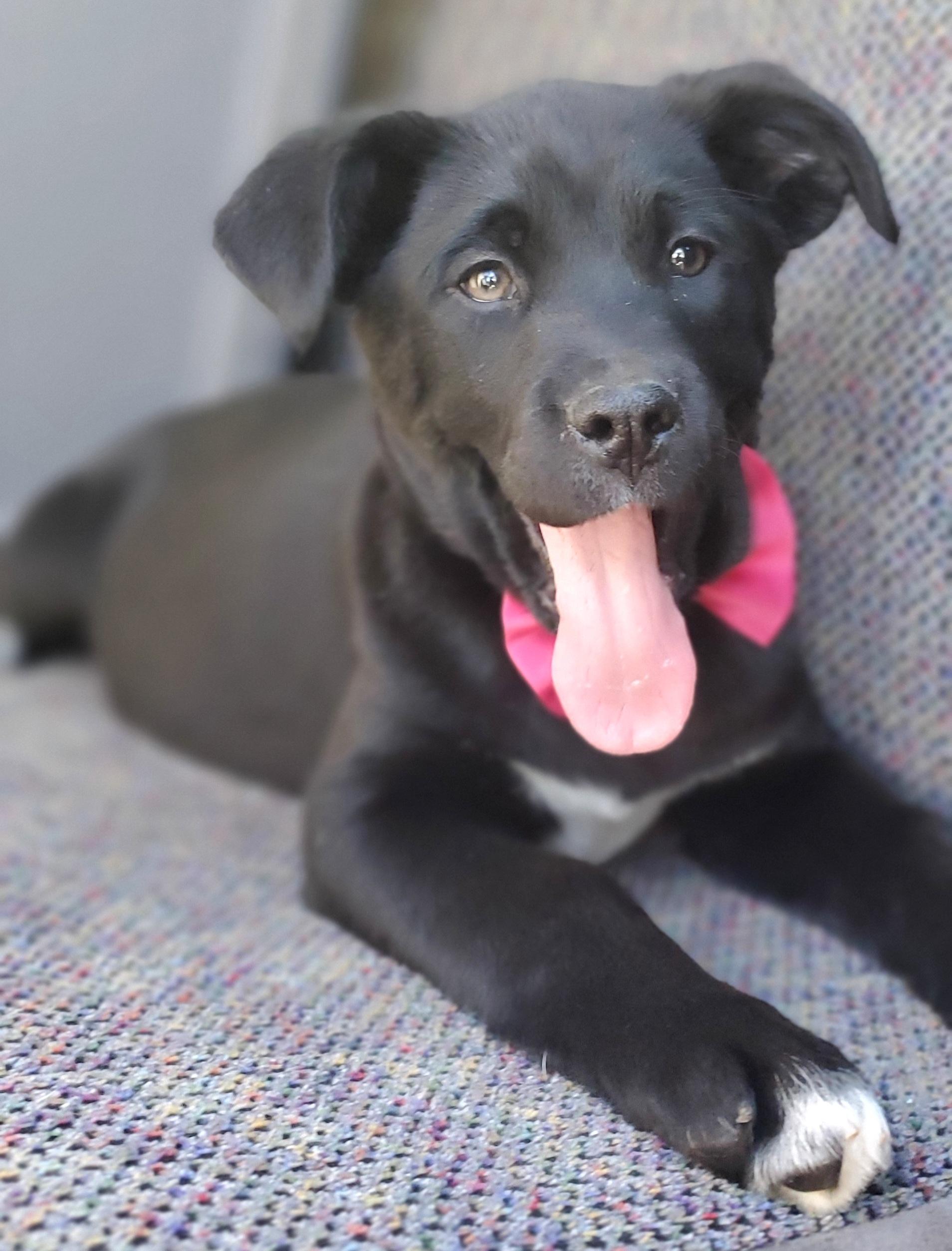 Enlarge Harlow, a Adoptable mixed breed in Atlanta , GA image 4/6