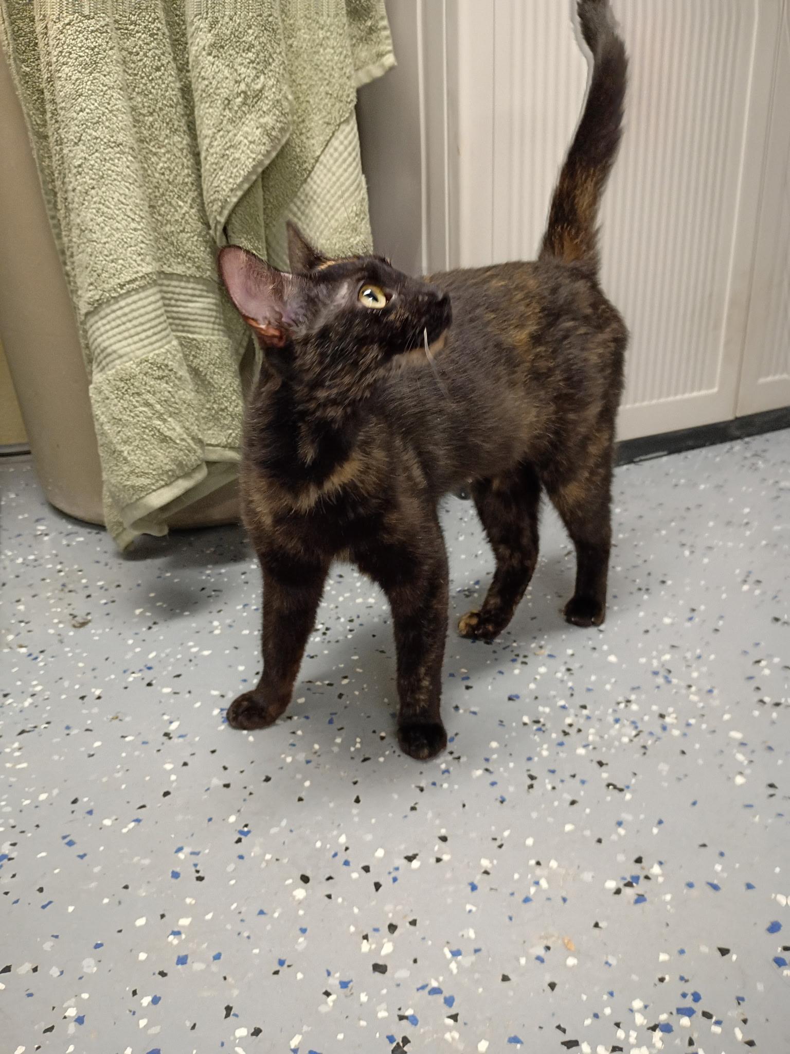 Enlarge Betty, a ADOPTABLE Domestic Short Hair in Holland, MI image 2/2
