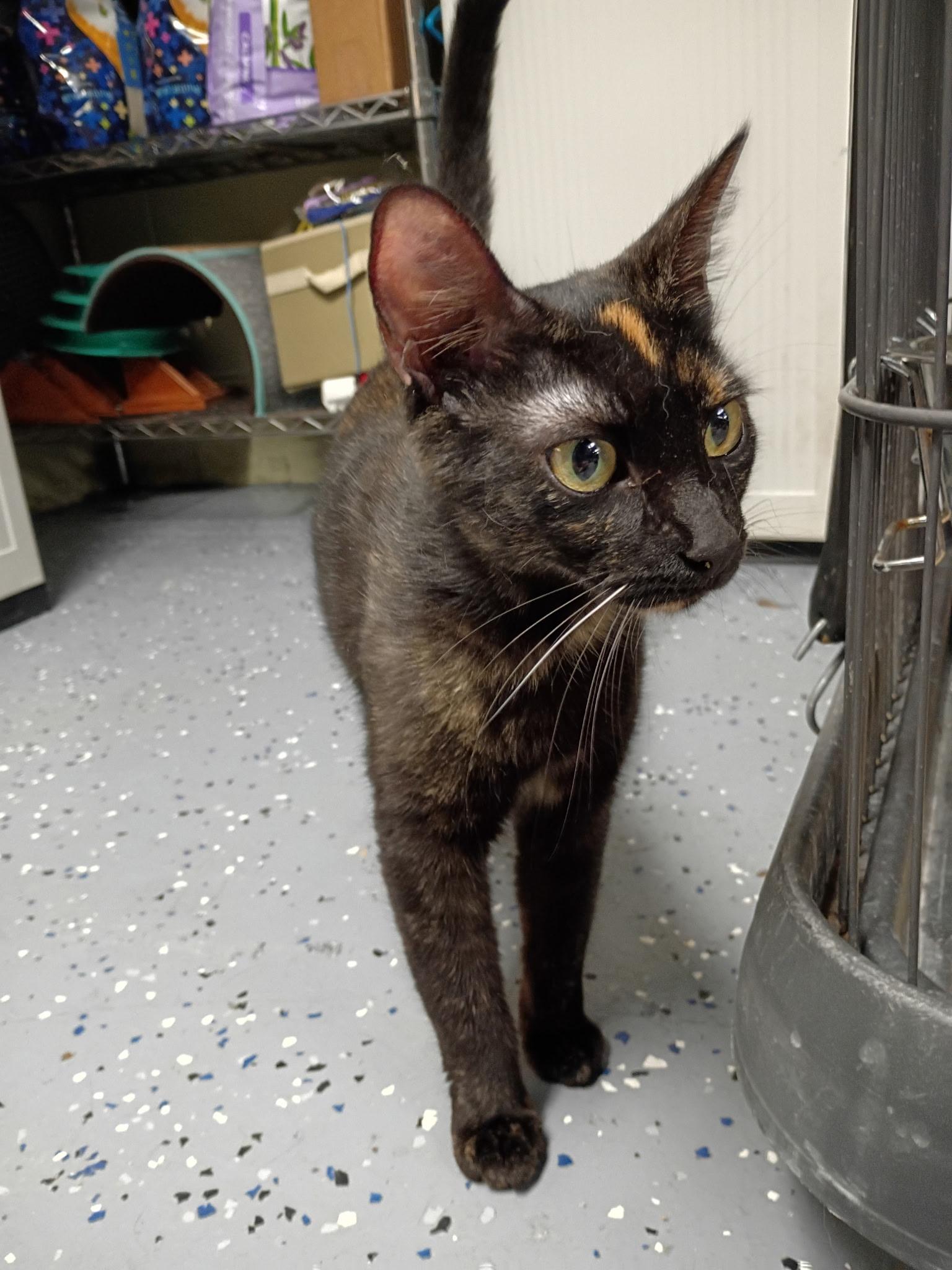 Enlarge Betty, a ADOPTABLE Domestic Short Hair in Holland, MI image 1/2