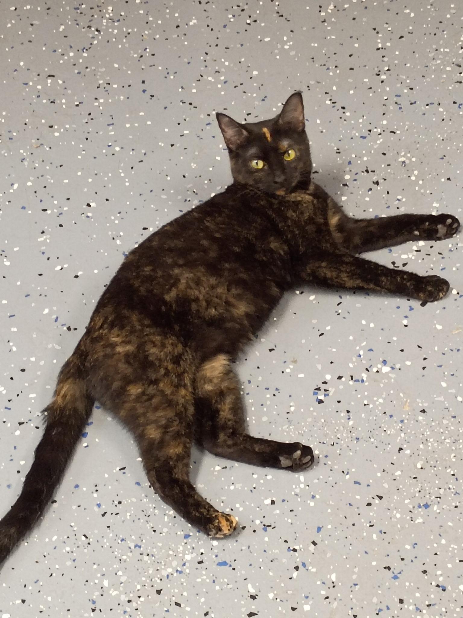 Betty, a ADOPTABLE Domestic Short Hair in Holland, MI image 2/3