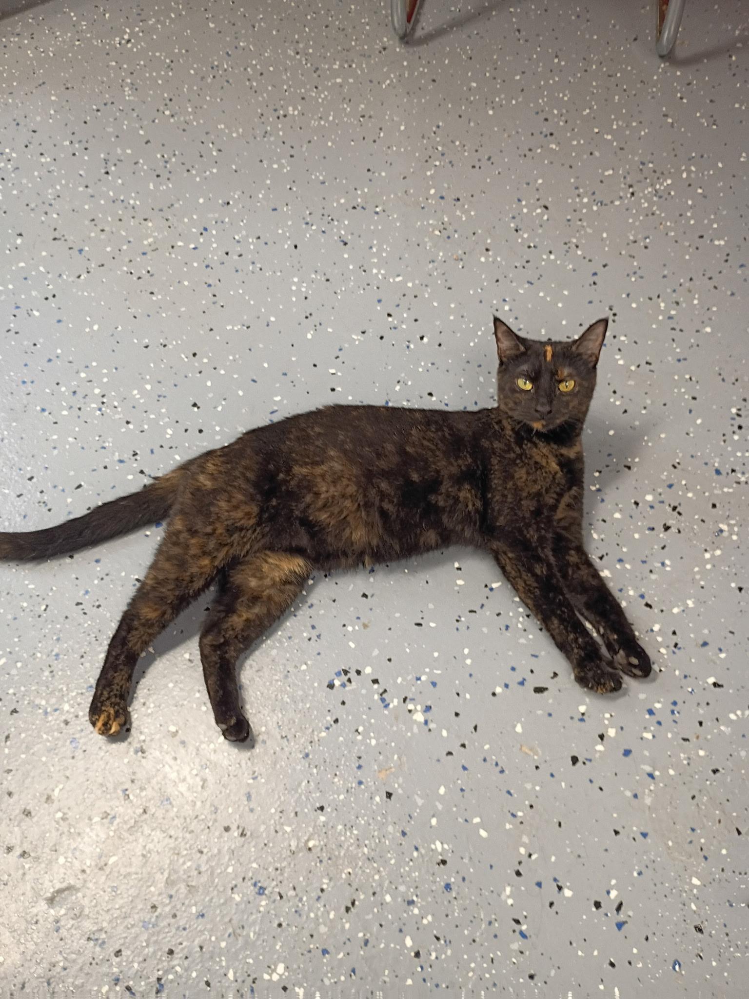 Betty, a ADOPTABLE Domestic Short Hair in Holland, MI image 3/3