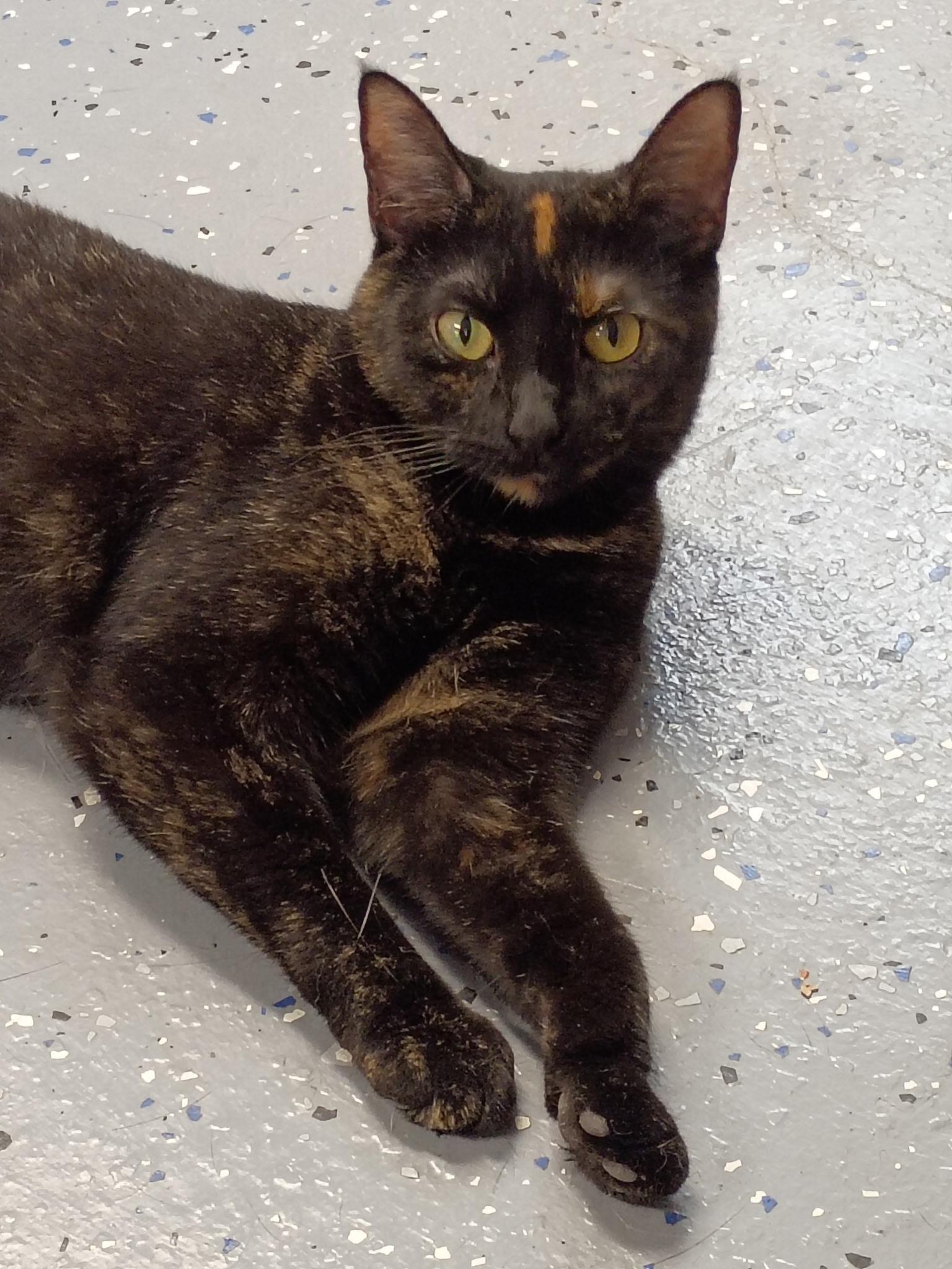 Betty, a ADOPTABLE Domestic Short Hair in Holland, MI image 1/3