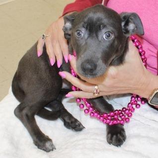Charlee, Adoptable, Puppy Female Terrier.