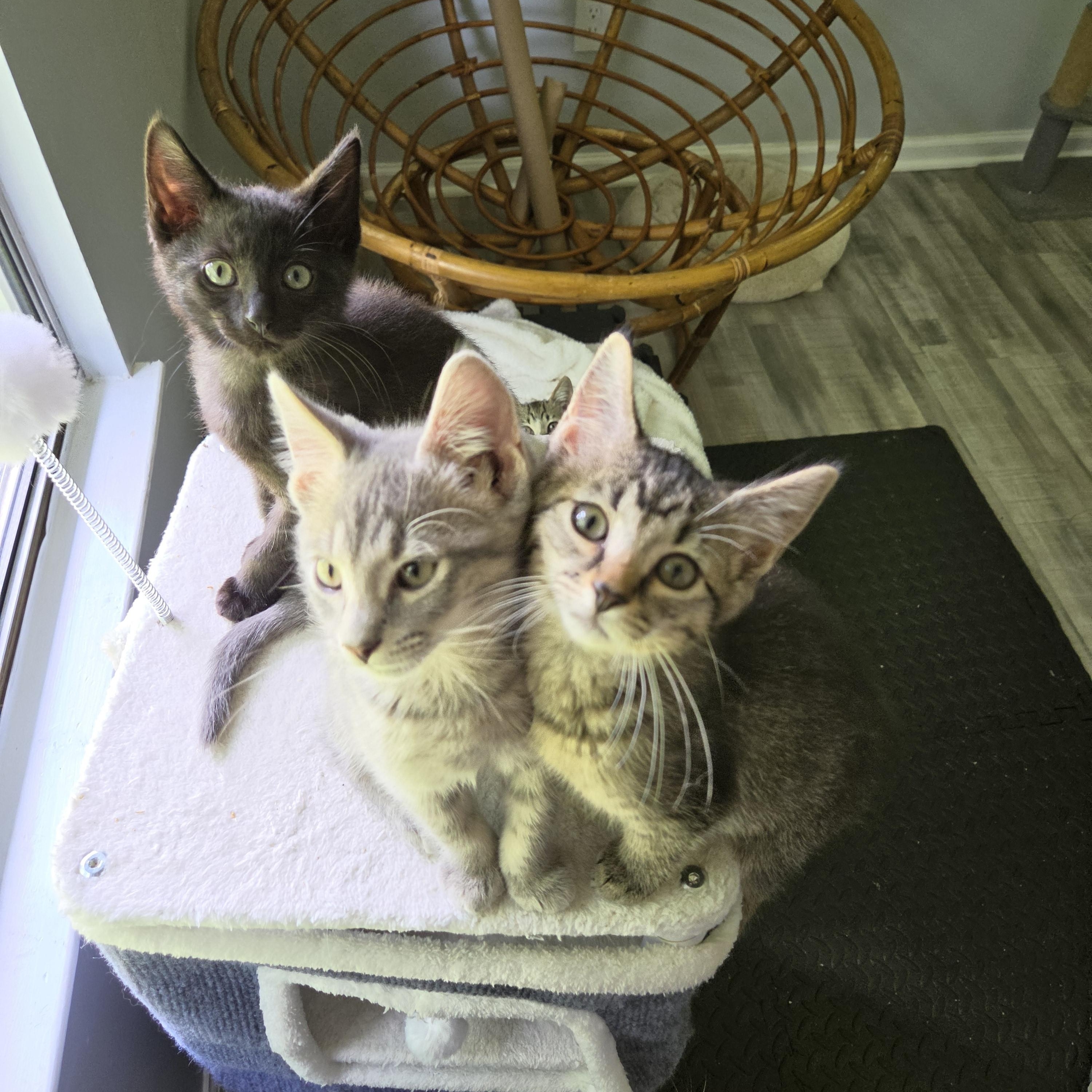 Enlarge Brooke, a Adoptable Domestic Short Hair in Fort Oglethorpe, GA image 5/6