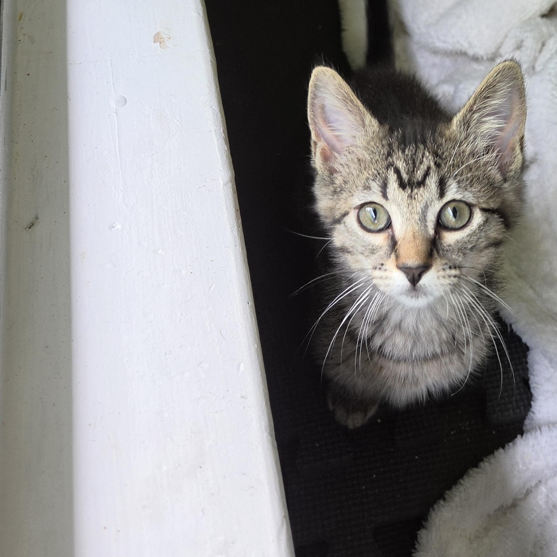 Enlarge Brooke, a Adoptable Domestic Short Hair in Fort Oglethorpe, GA image 4/6