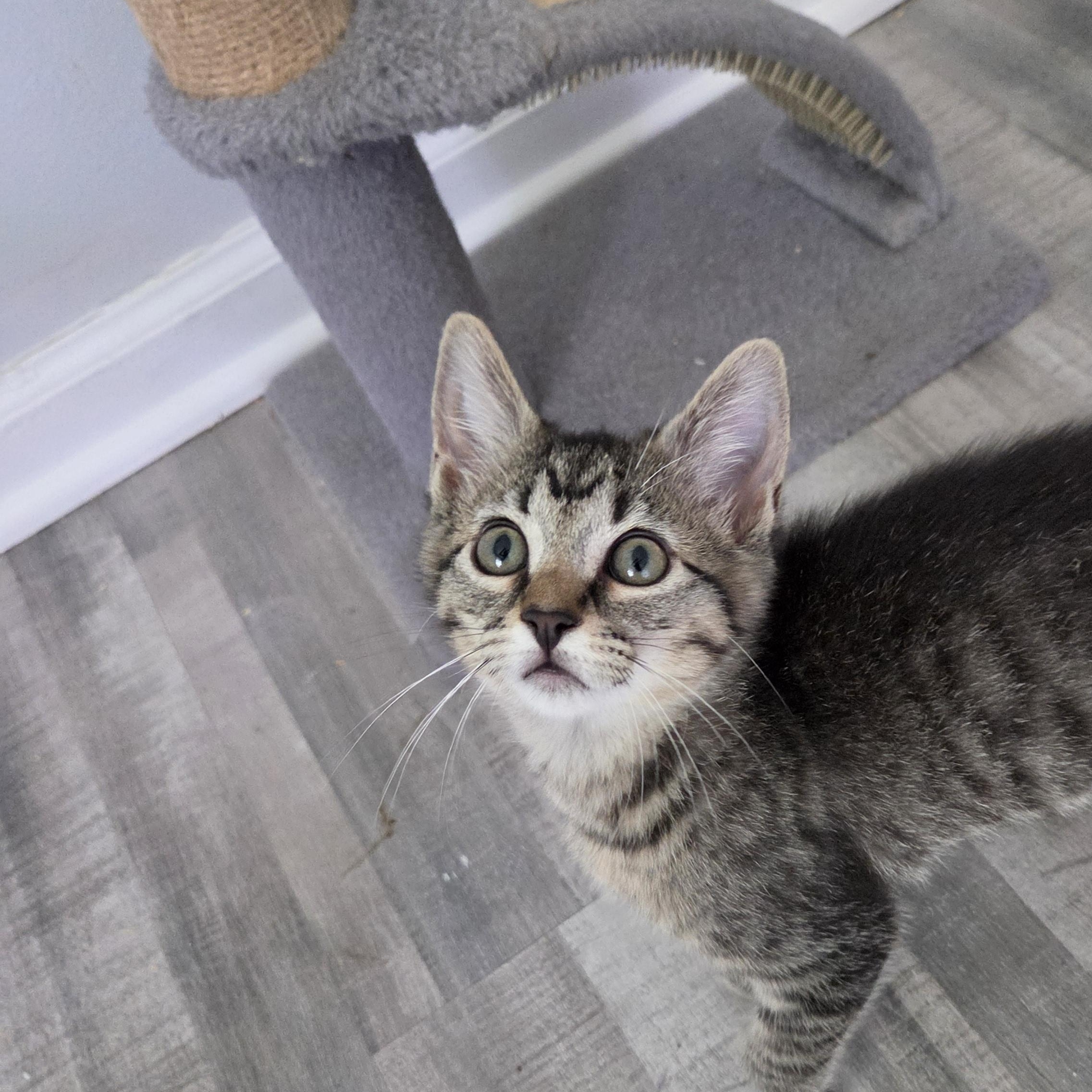 Brooke, Adoptable, Kitten Female Domestic Short Hair.